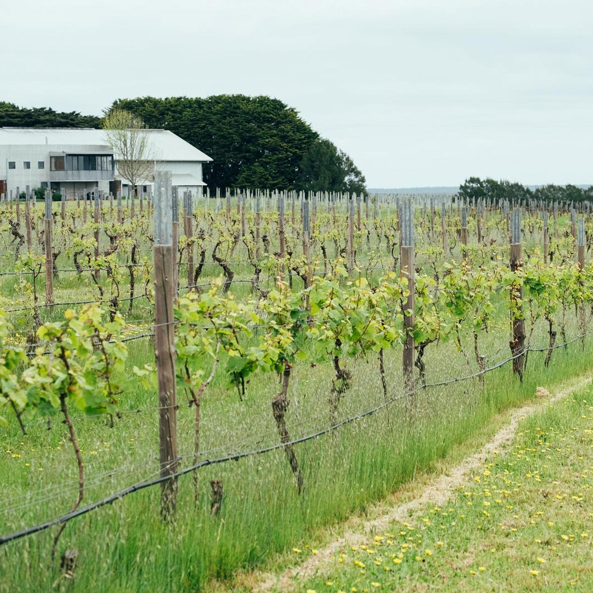 Crawford River Riesling 2024