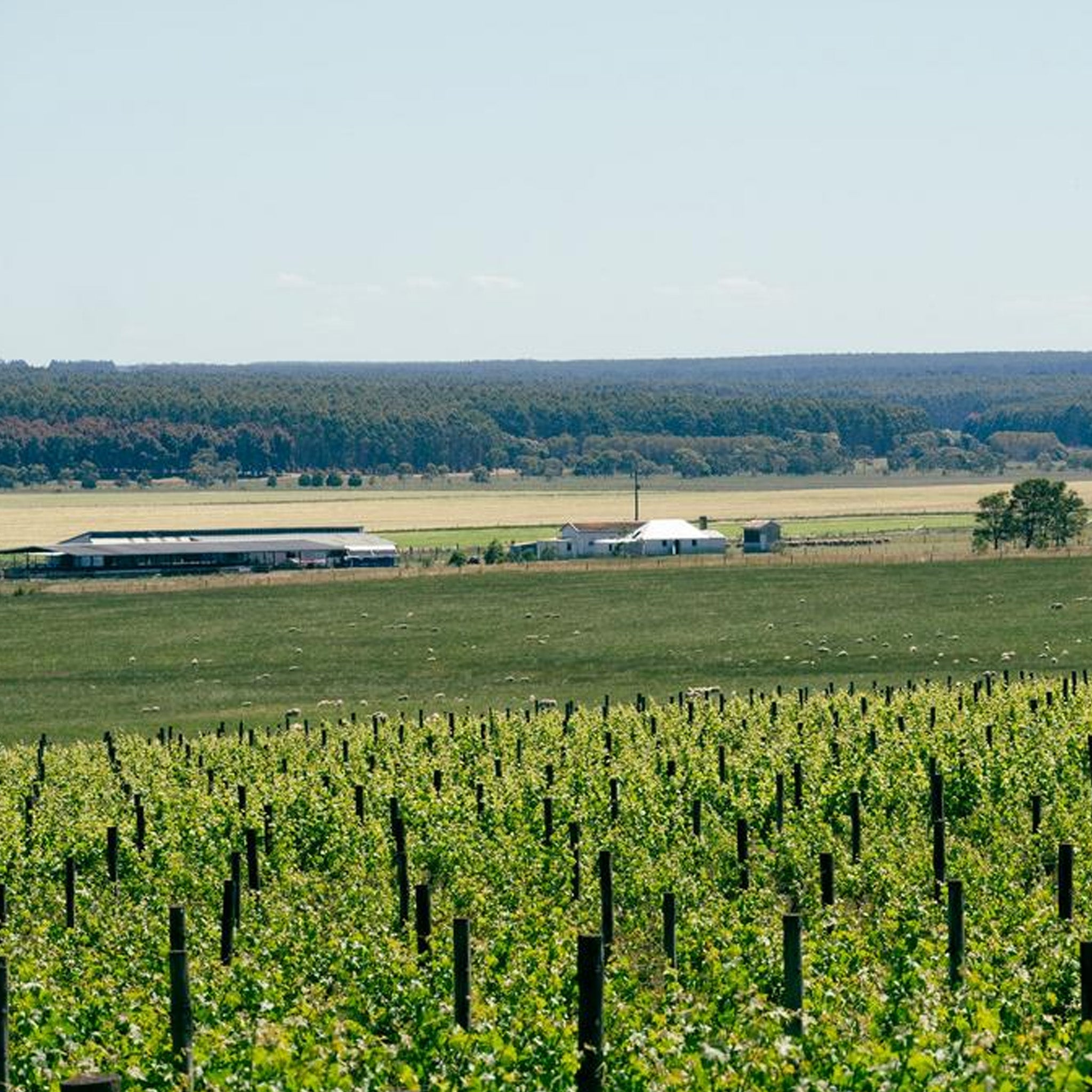 Crawford River Riesling 2024
