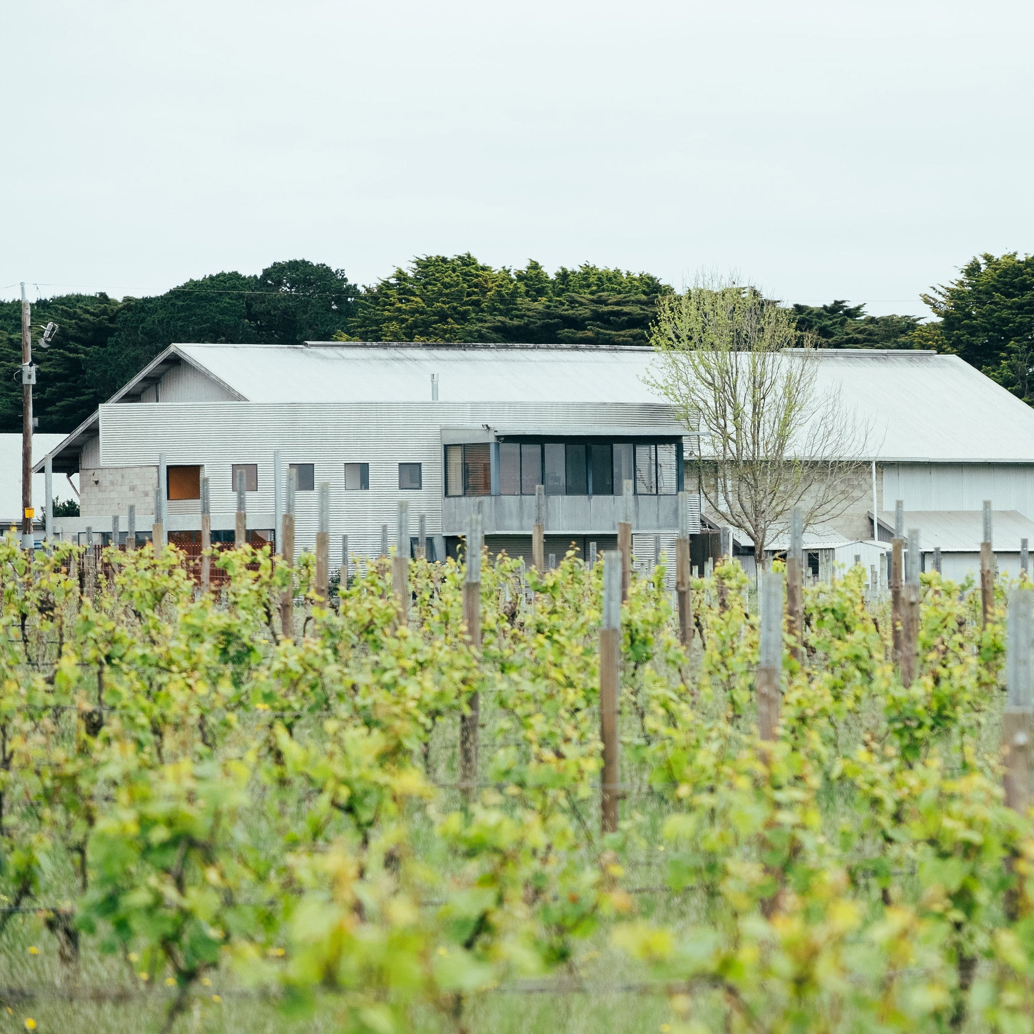 The Vineyard | Crawford River