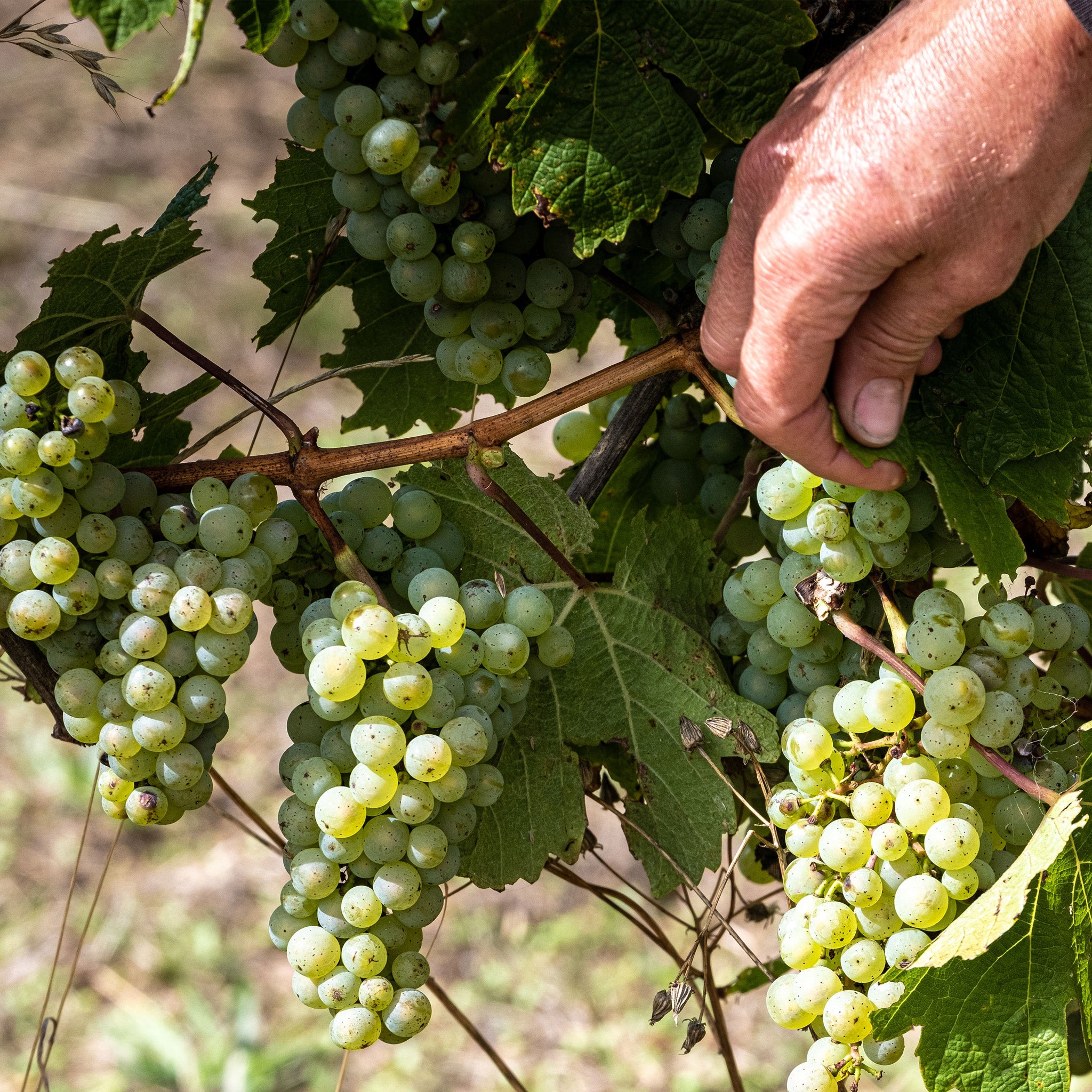 Crawford River Riesling 2024