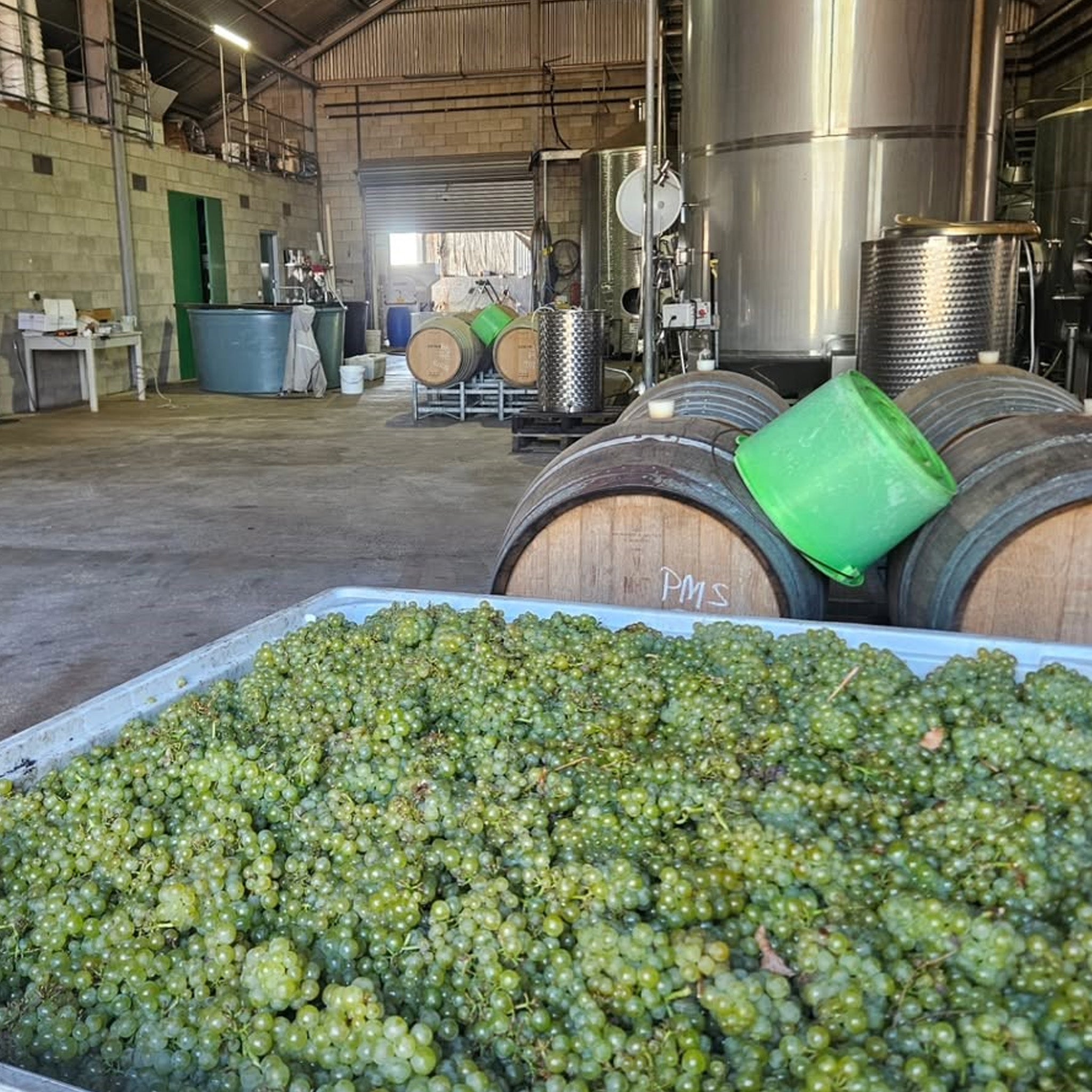 Crawford River Riesling 2024