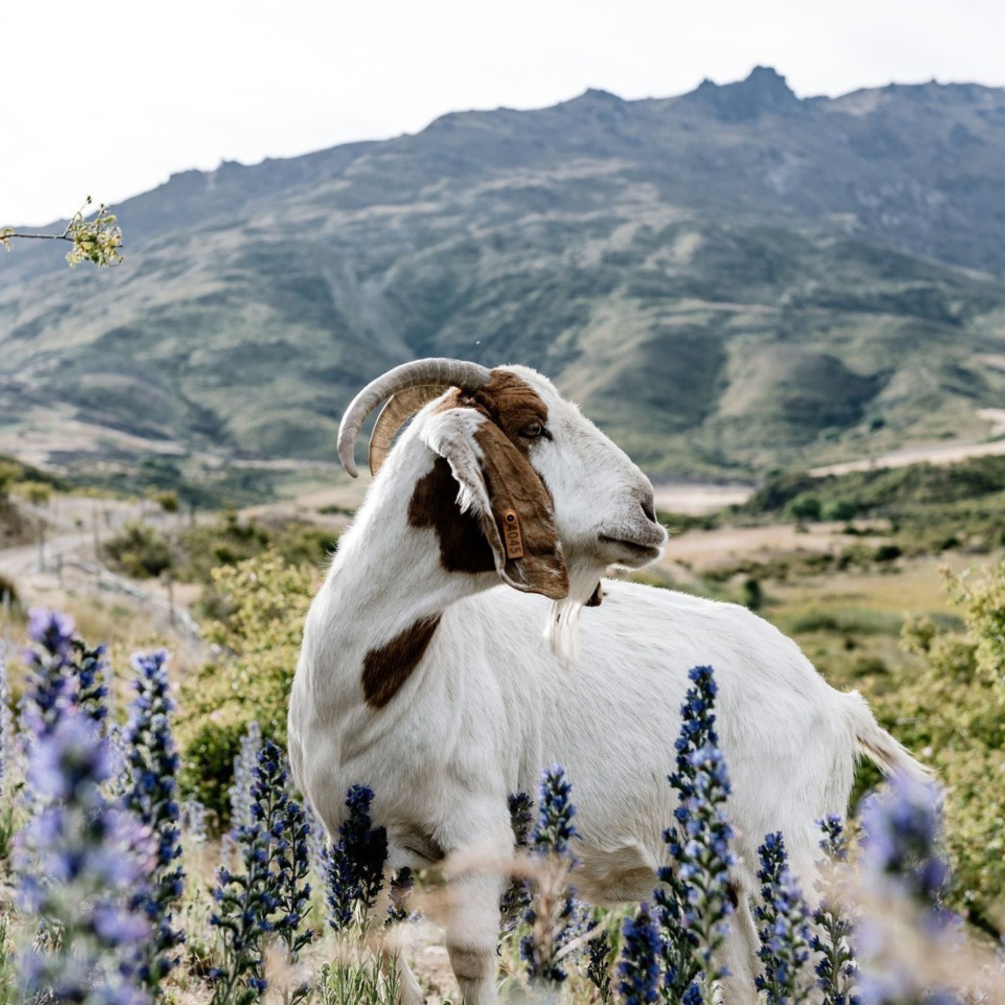 Nanny Goat Single Vineyards Queensberry Chardonnay 2023