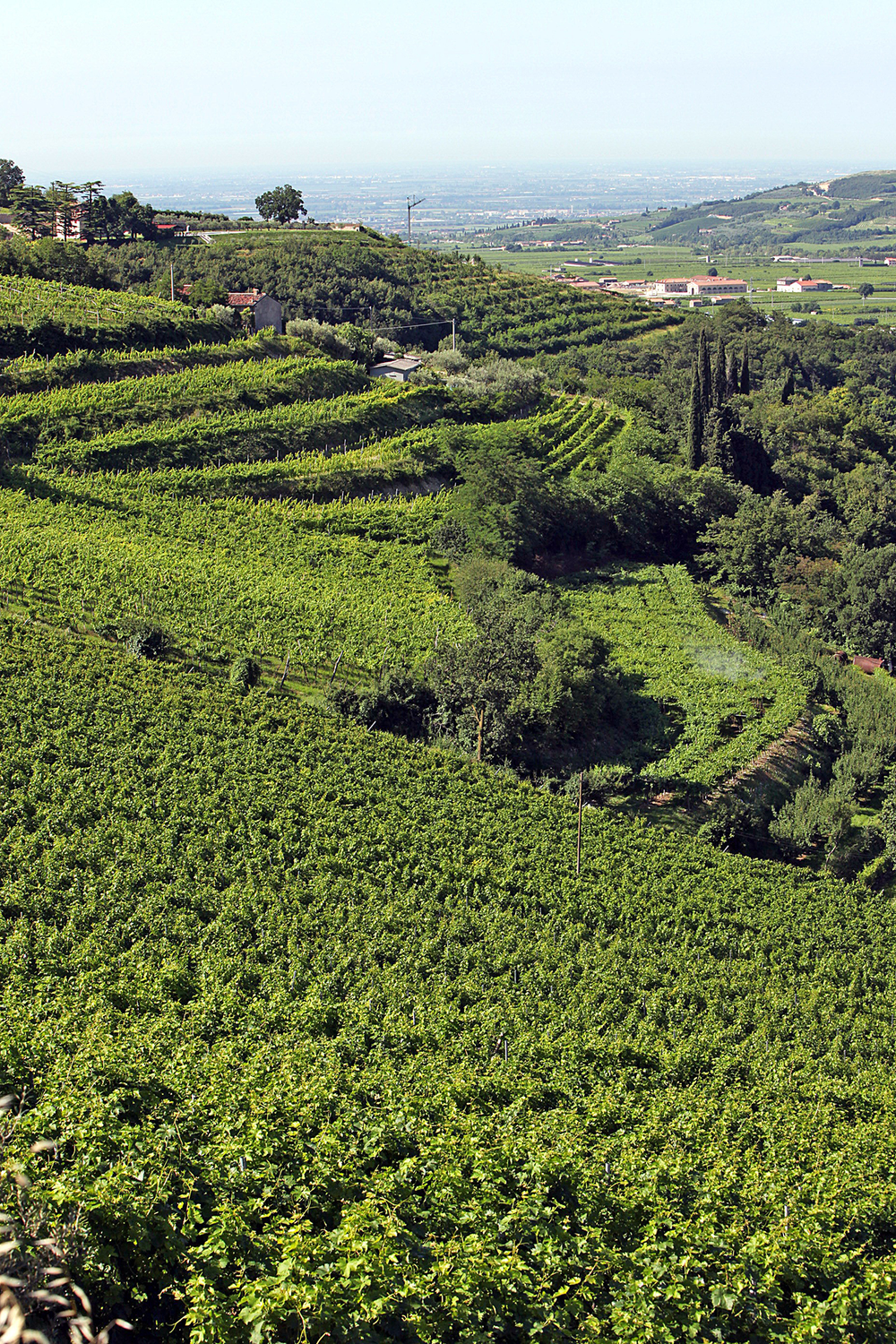 Dal Forno Romano Vigna Sere Veneto Passito Rosso 2004