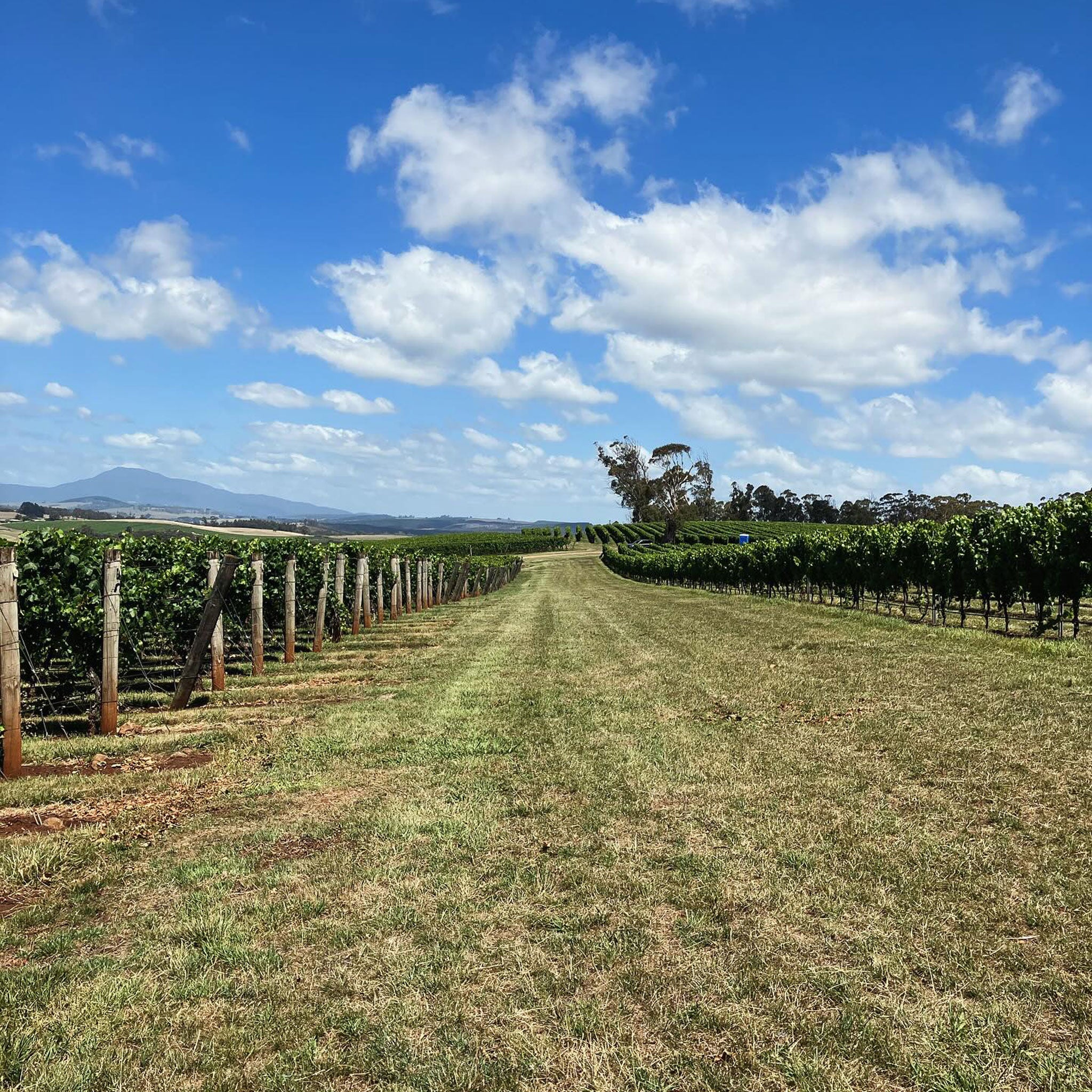 The Elements Pinot Noir 2018