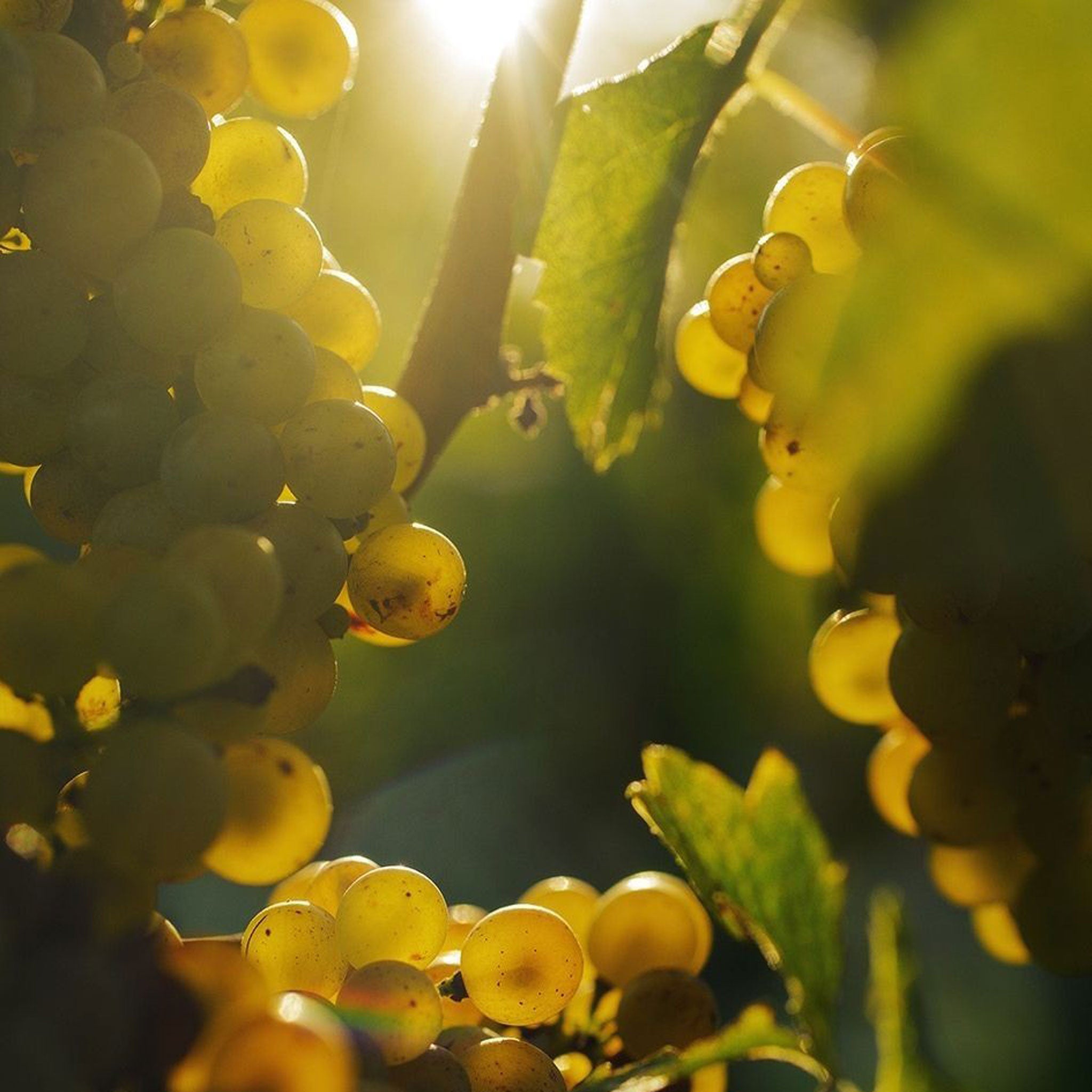 Dog Point Chardonnay 2022
