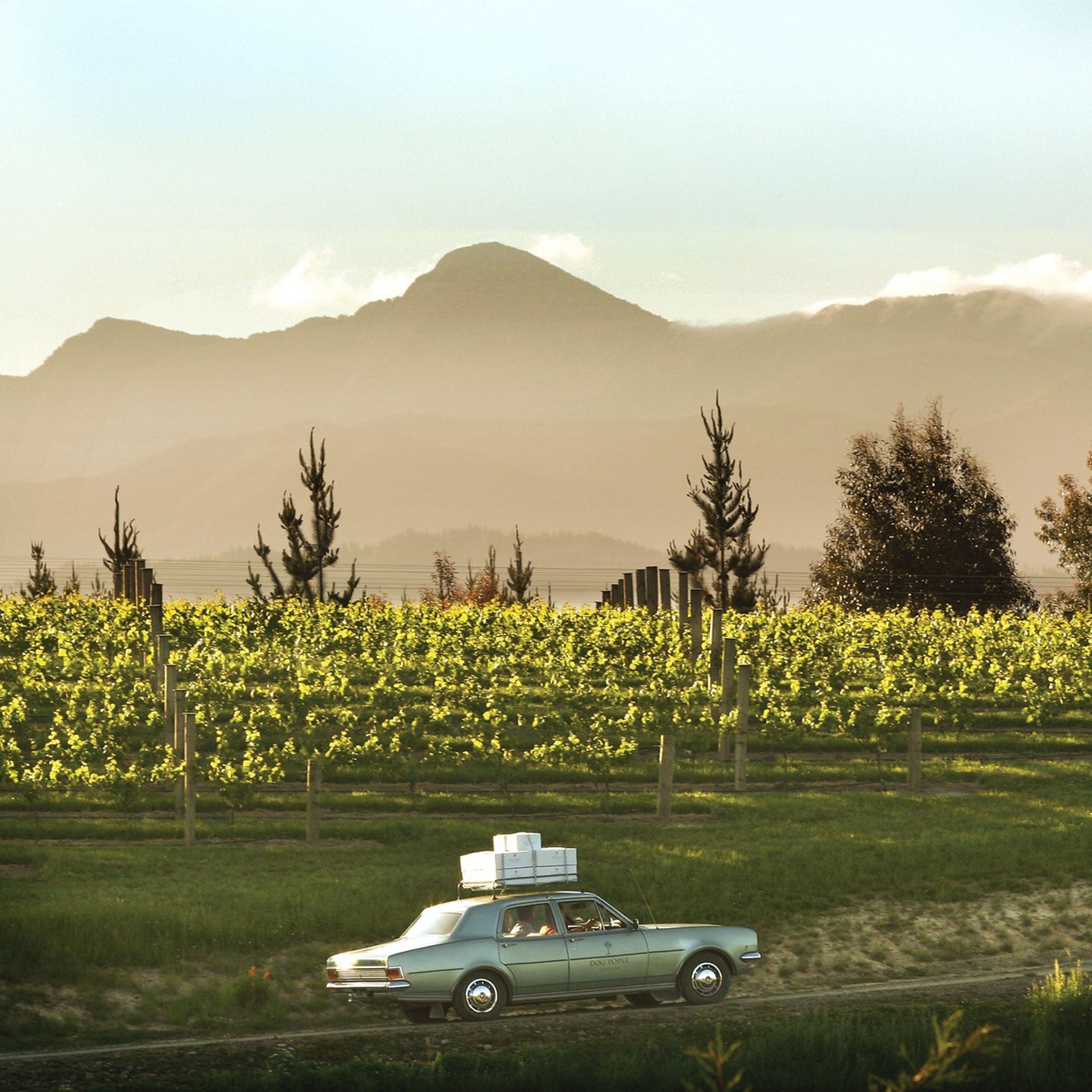Dog Point Sauvignon Blanc 2023