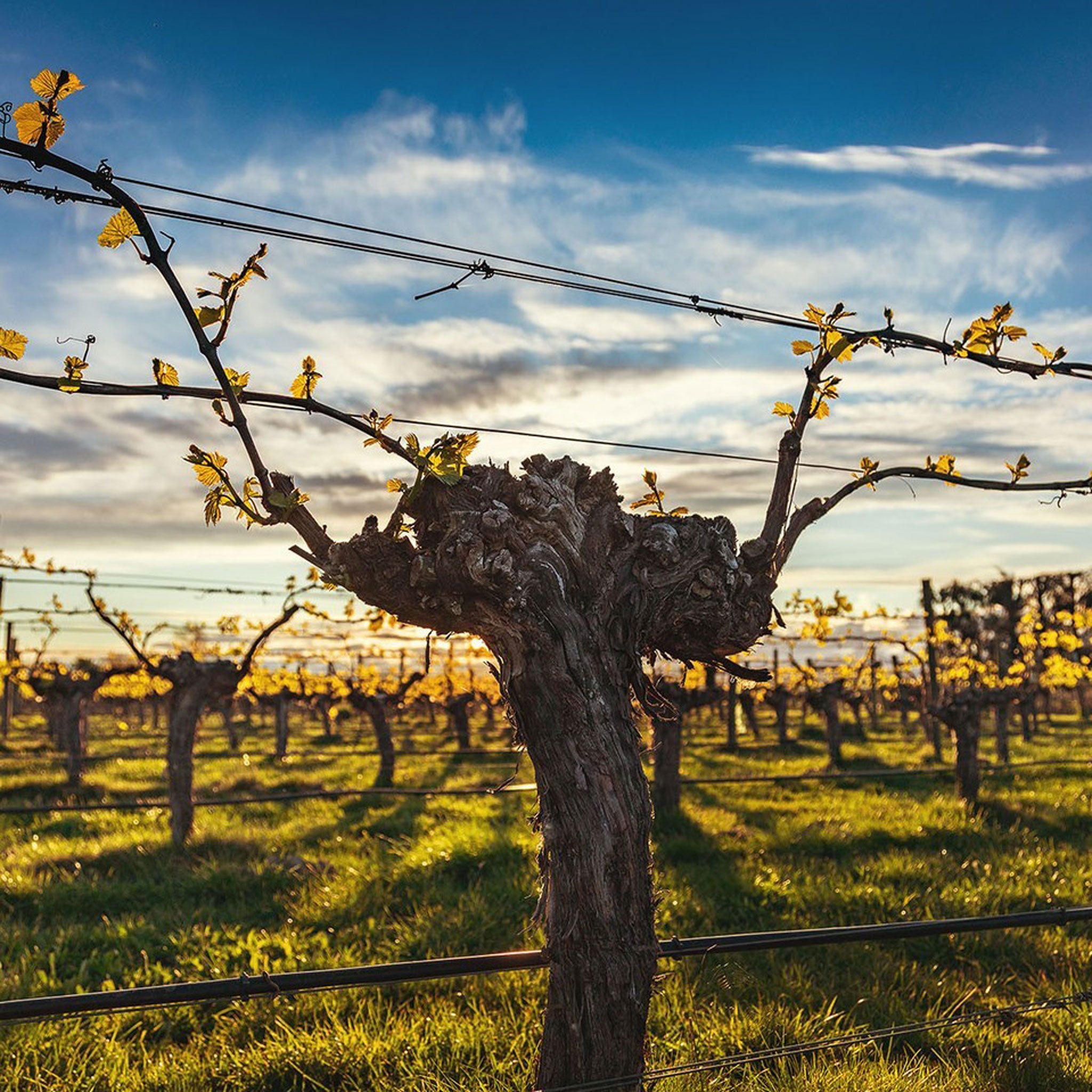 Dog Point Chardonnay 2022