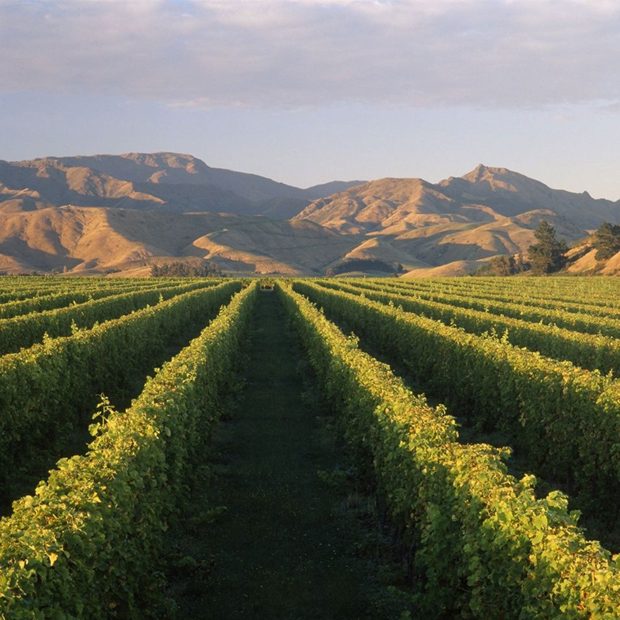 Dog Point Chardonnay 2022