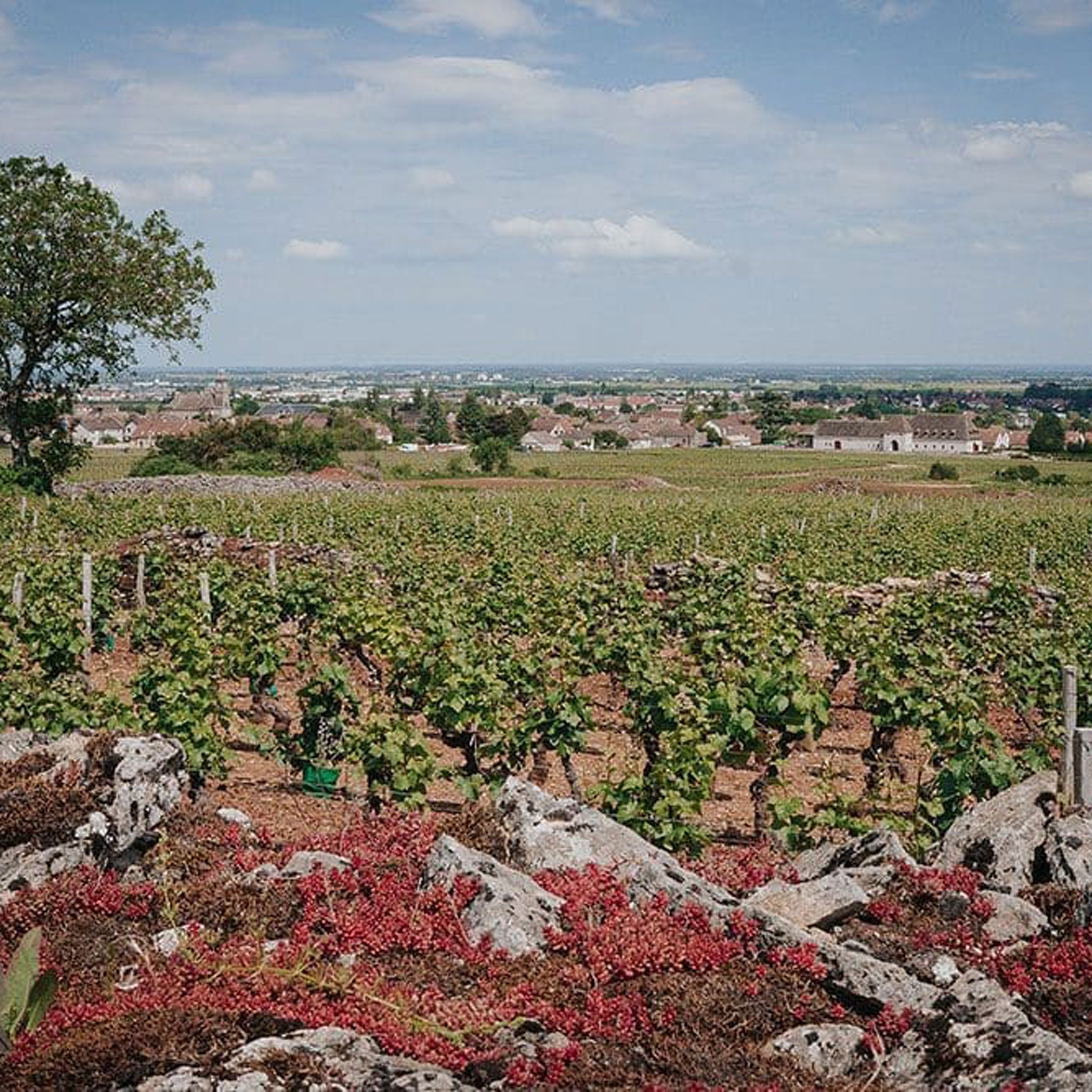 Philosophy | Domaine Collotte