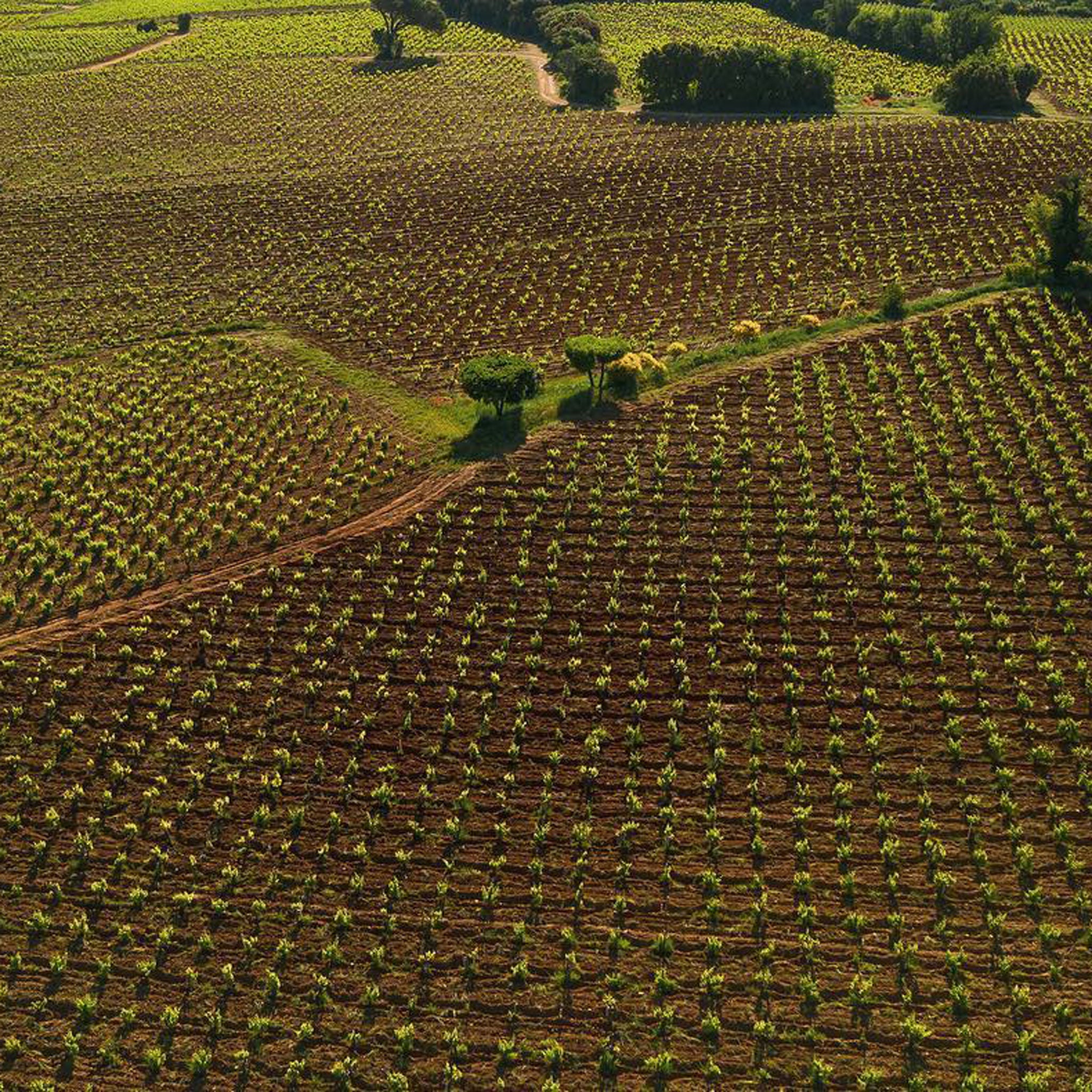 Domaine La Barroche Chateauneuf-du-Pape 2020
