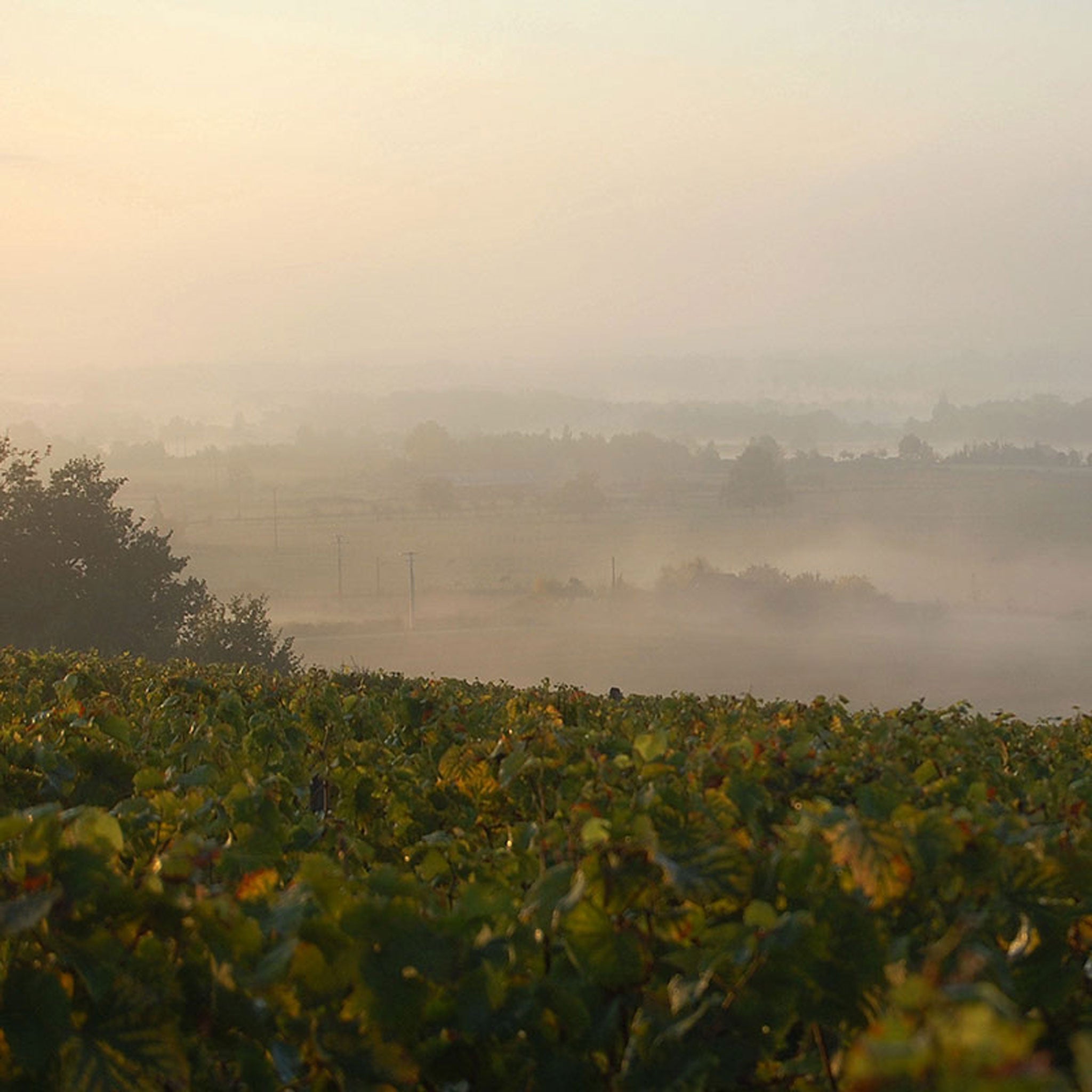 Domaine de la Roche Paradis Condrieu Veauvignère 2022