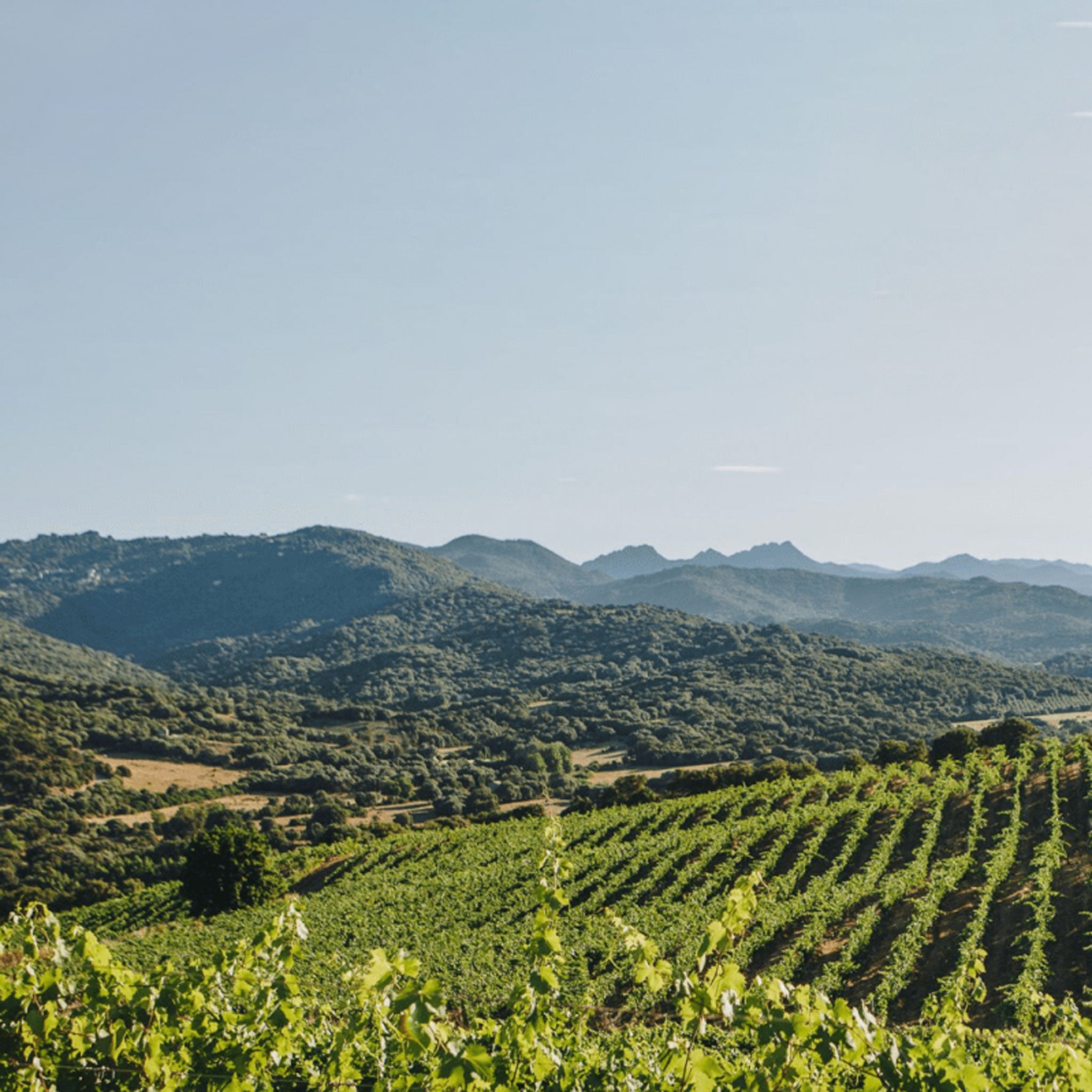 Domaine Charvin Châteauneuf-du-Pape 2021