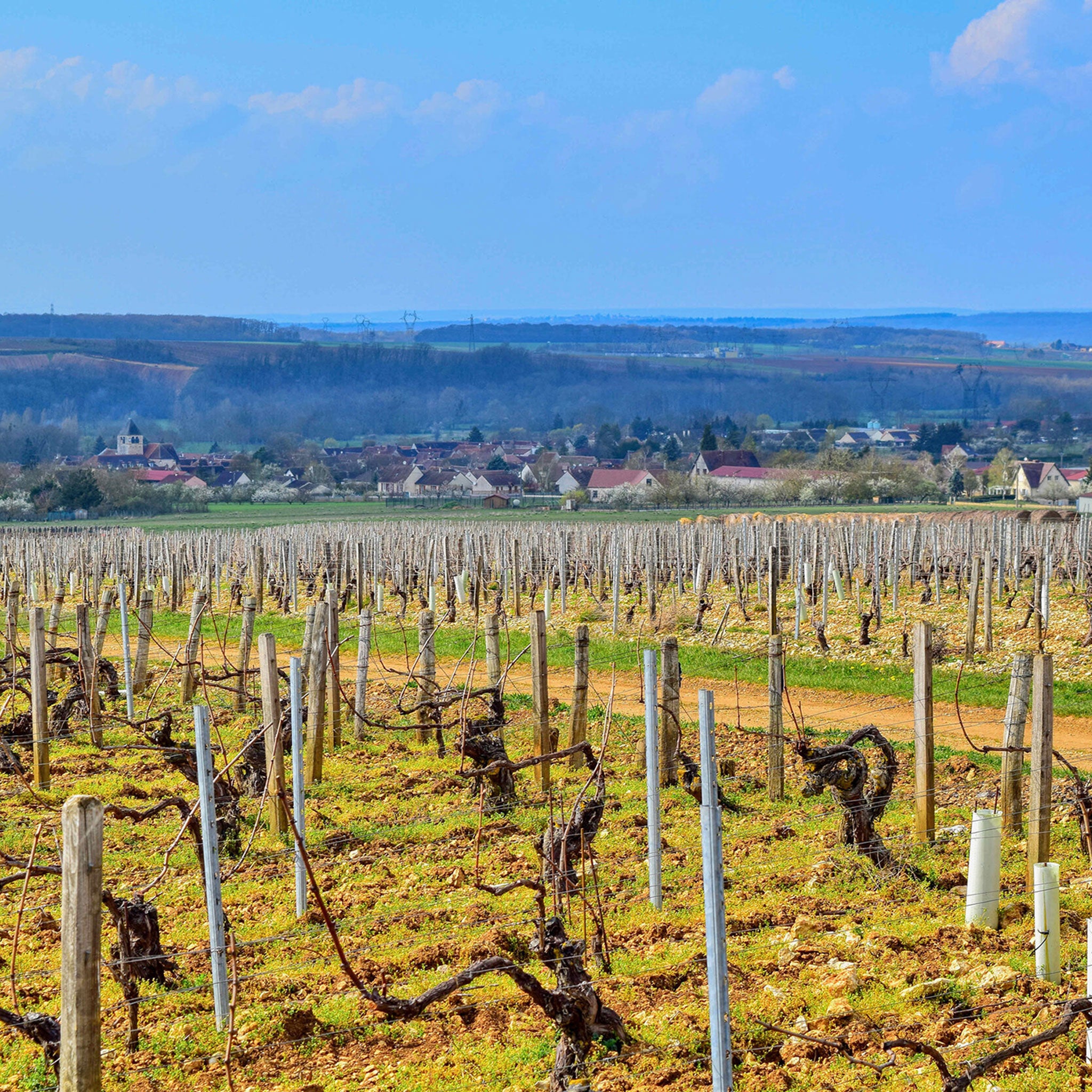 Domaine des Hâtes Pierrick Laroche Chablis 1er Cru Fourchaume l'Homme Mort 2022 1.5L