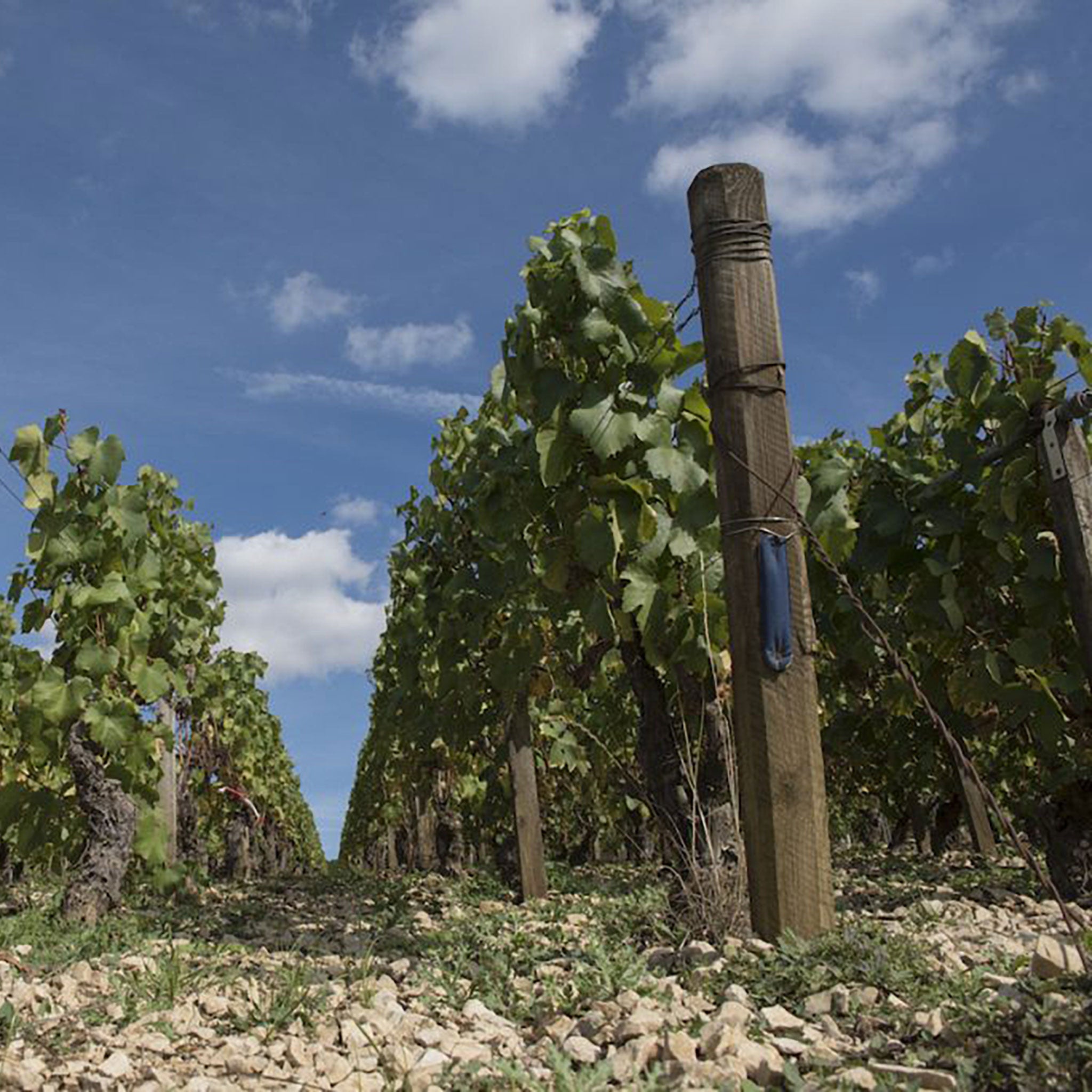 Domaine des Hâtes Pierrick Laroche Chablis Grand Cru Bougros 2022