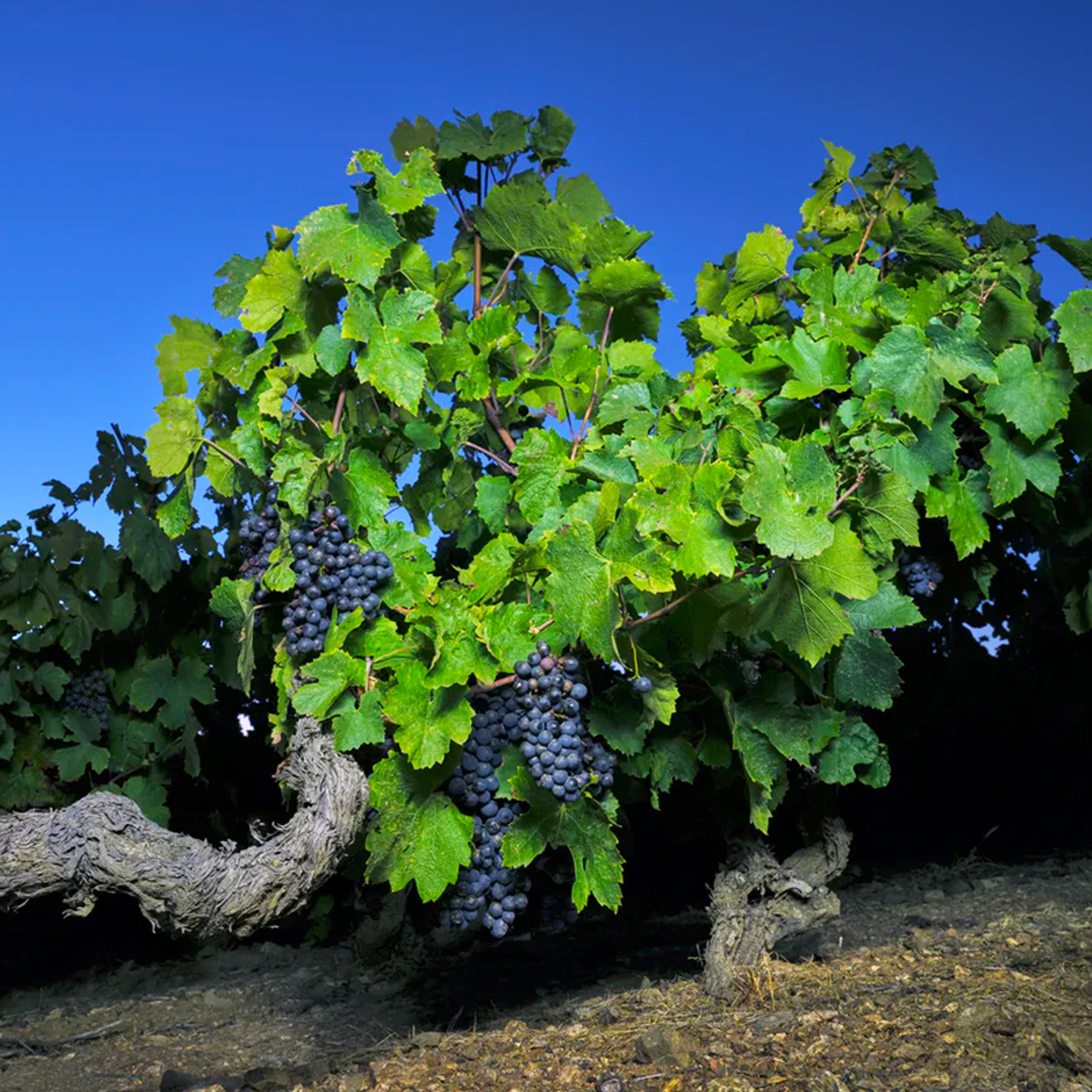 Domaine Mee Godard Beaujolais Villages 2023