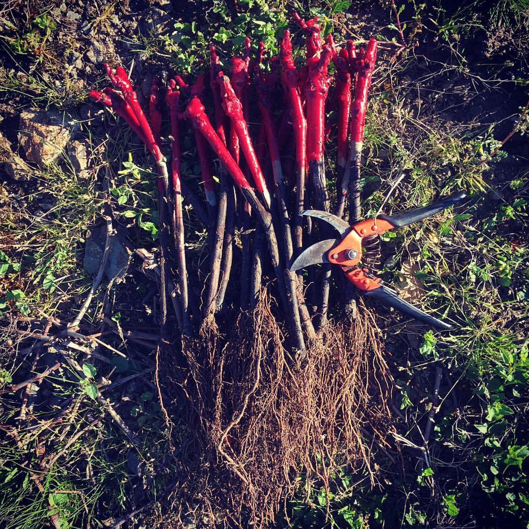 Domaine Mee Godard Beaujolais Blanc 2023