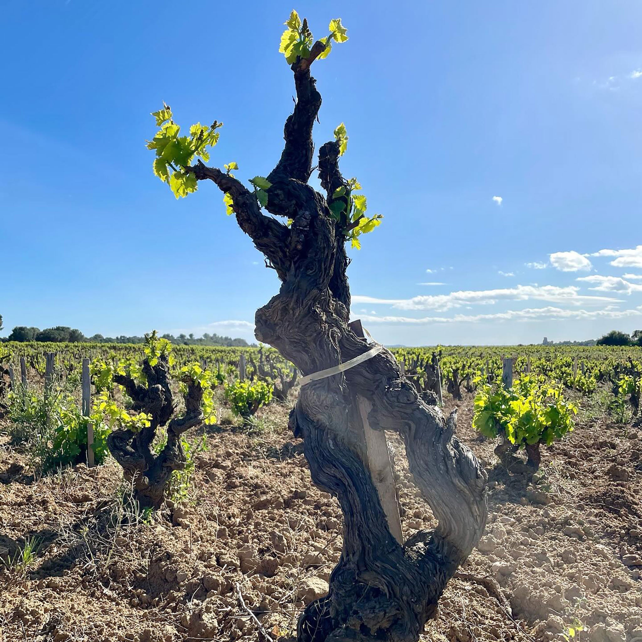 Domaine La Barroche Chateauneuf-du-Pape 2020