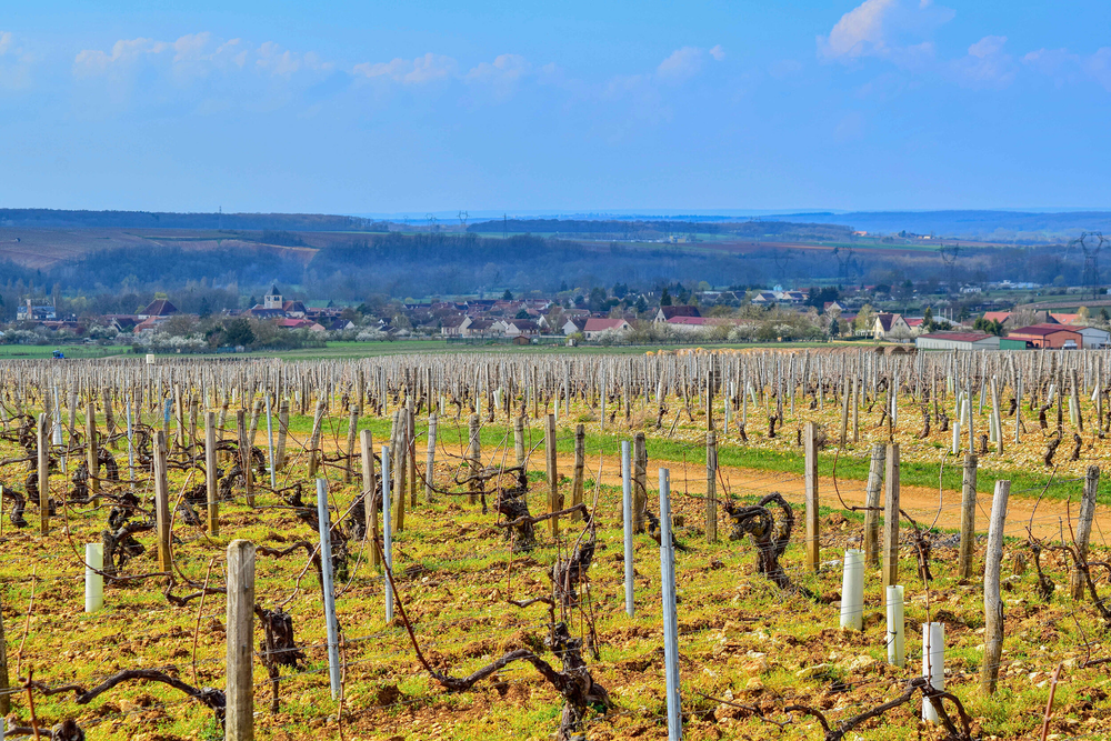 Domaine des Hâtes Pierrick Laroche Petit Chablis 2022