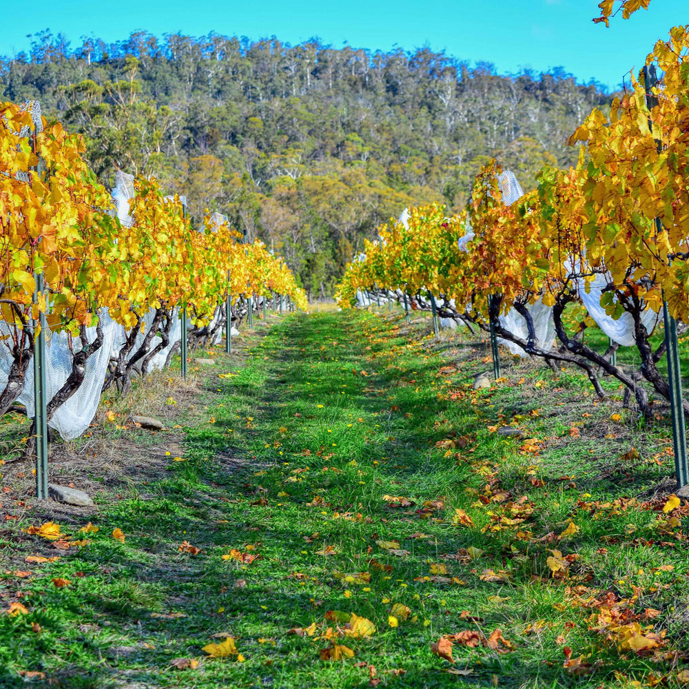 Apsley Gorge Pinot Noir 2021