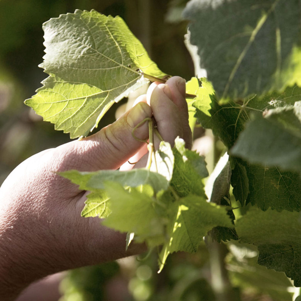 Domaine Dujac Morey Saint Denis 1er Cru Rouge 2021