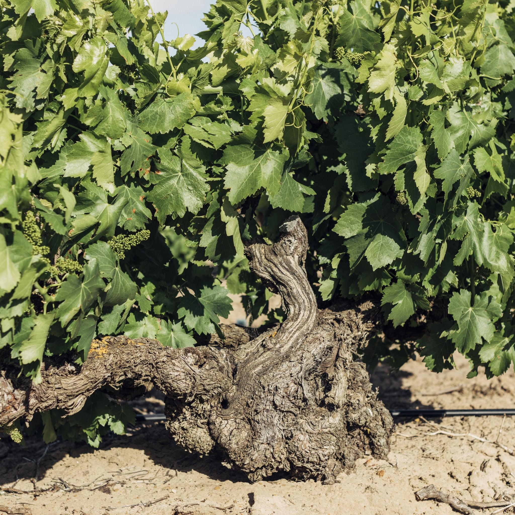 Torbreck Les Amis Grenache 2022