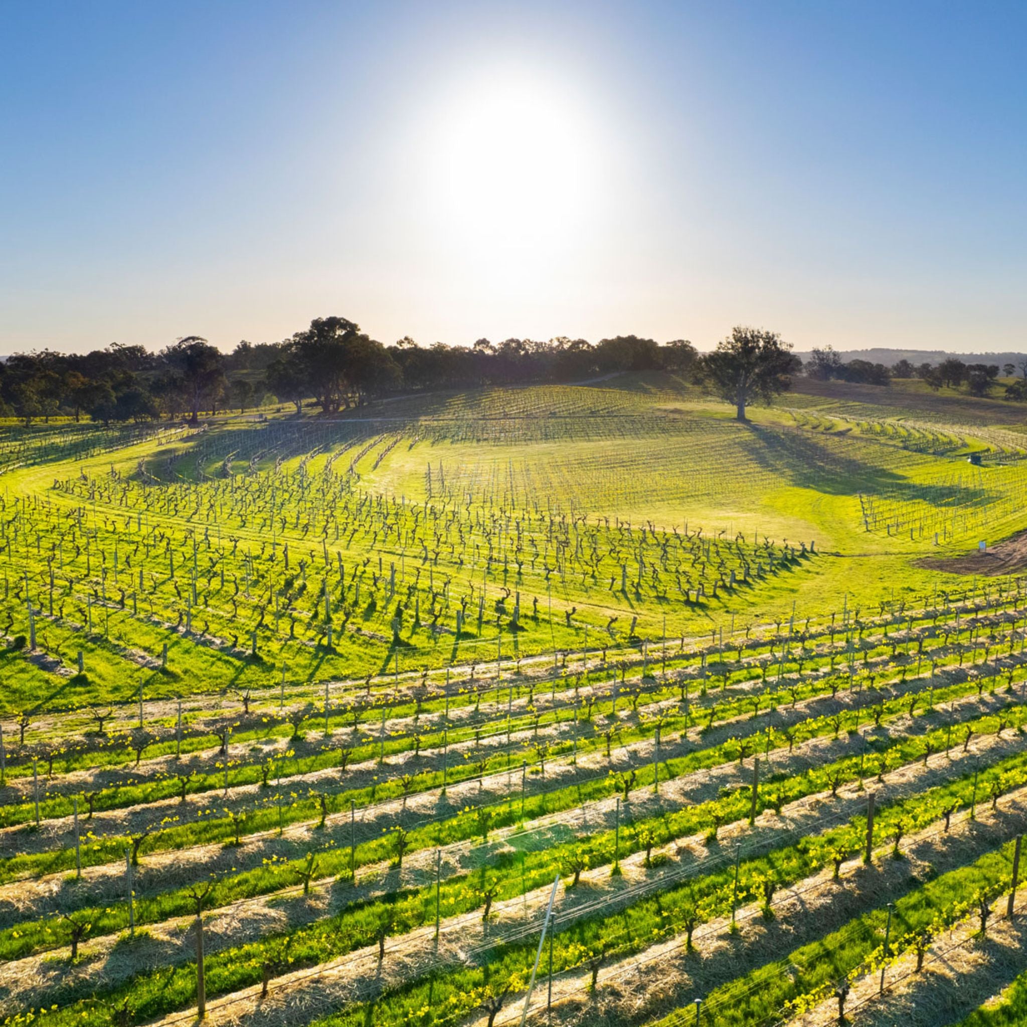 Vineyard | Henschke Hill of Grace Shiraz 1995