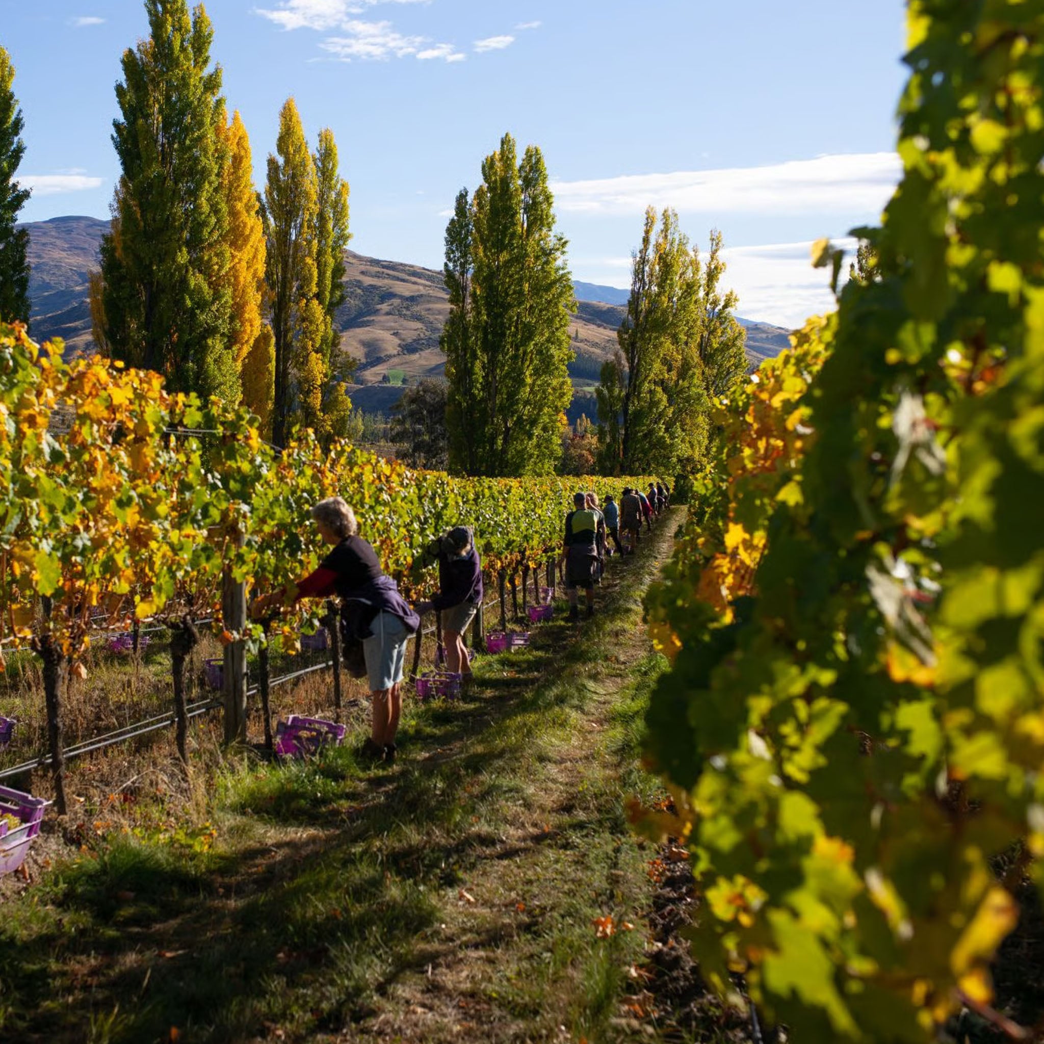 Felton Road Bannockburn Pinot Noir 2024