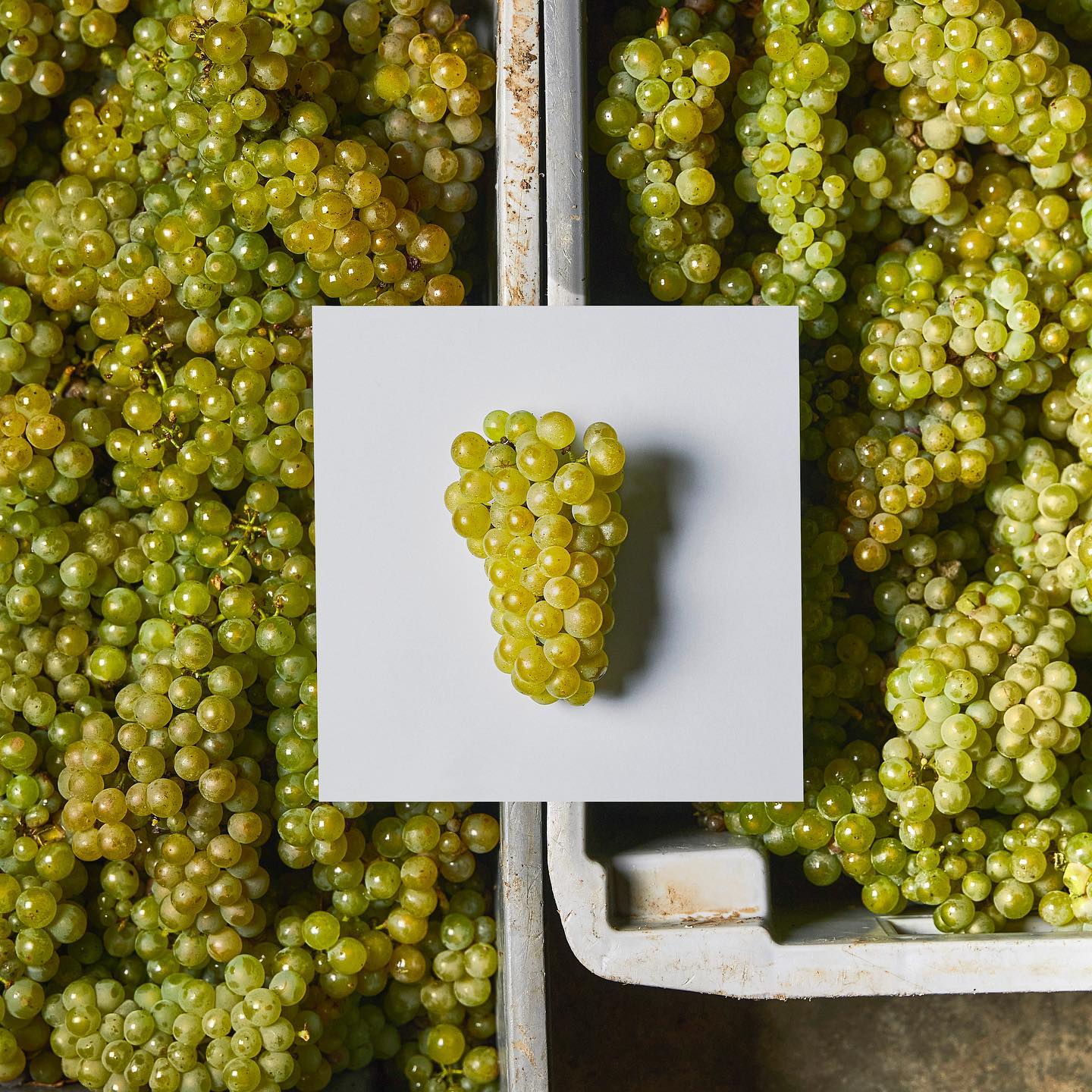 Domaine William Fevre Chablis Grand Cru Valmur 2022