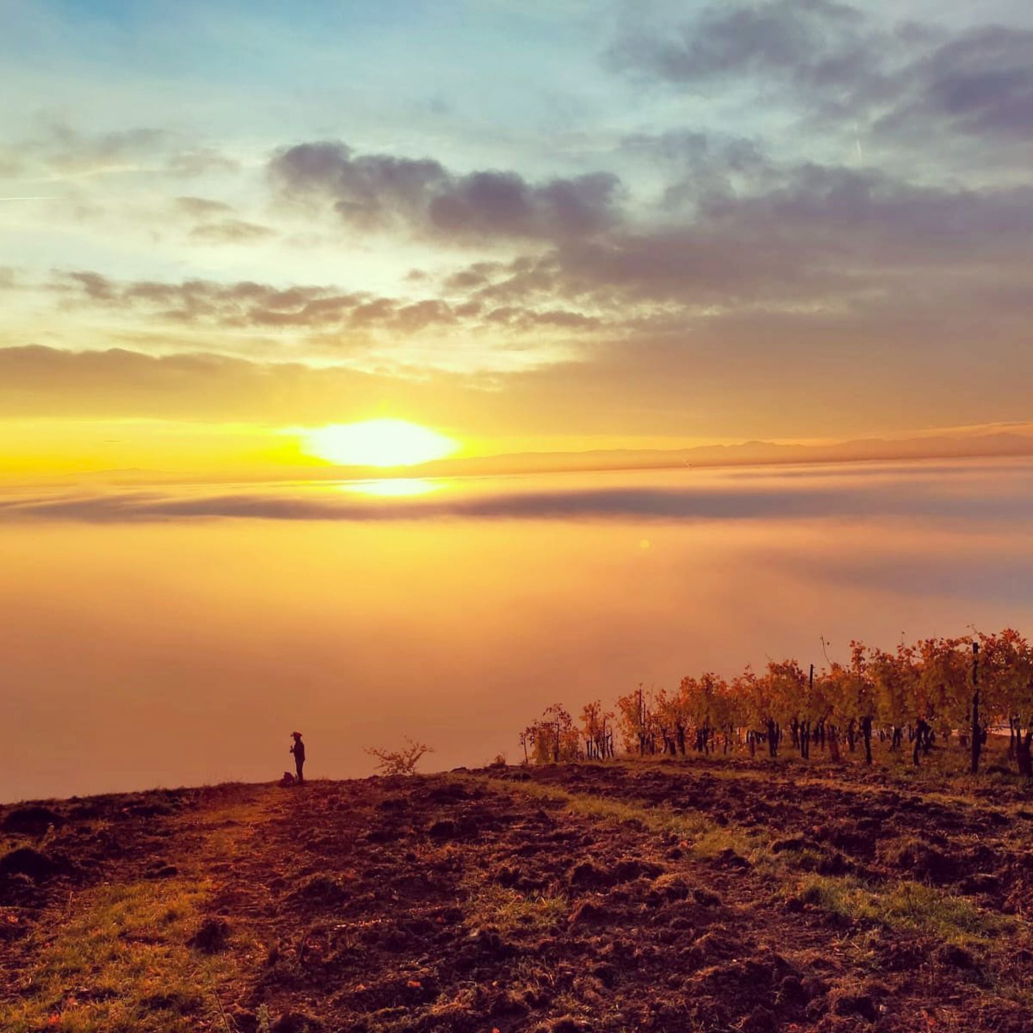 Domaine Weinbach Alsace Grand Cru Schlossberg Riesling 2022