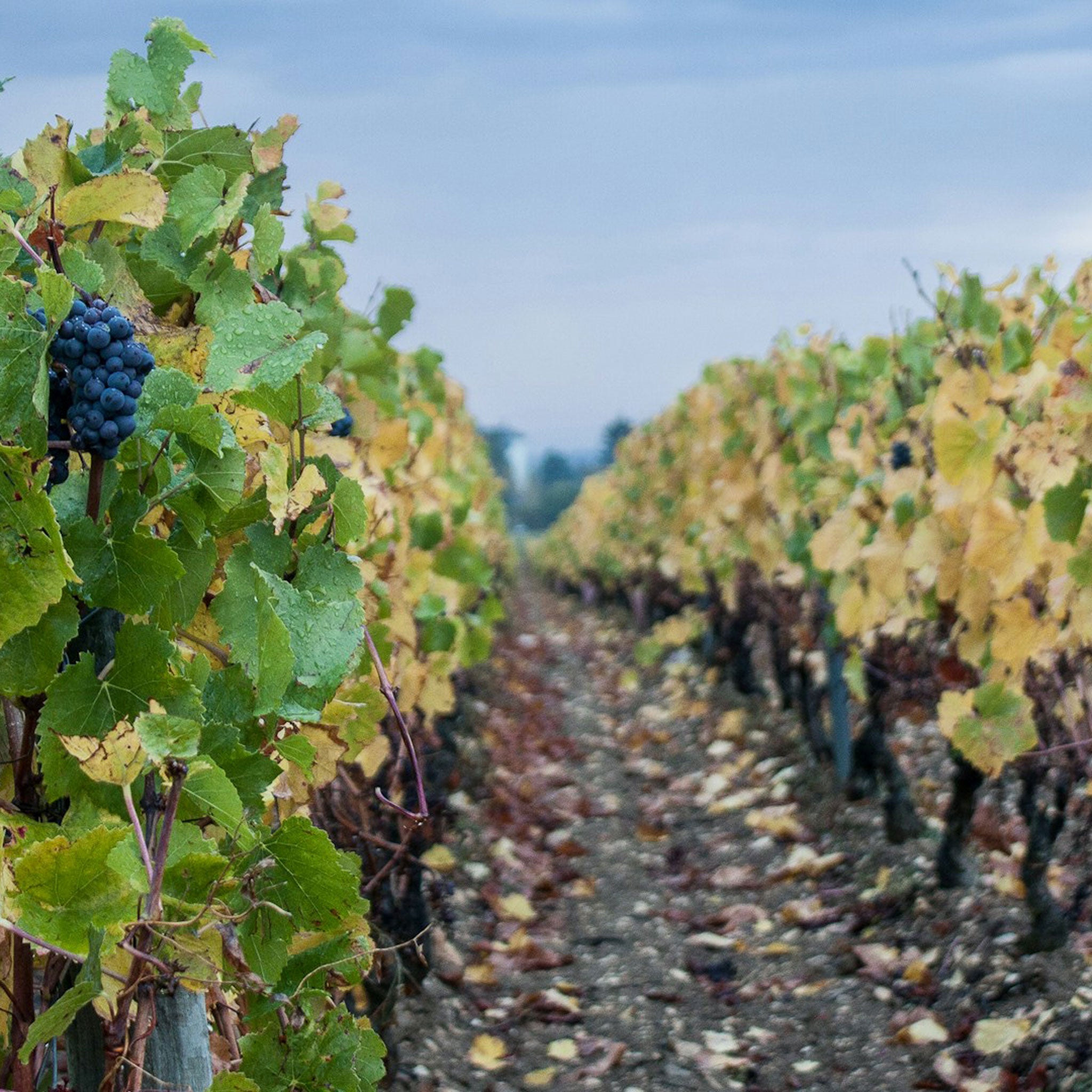 Domaine des Hâtes Pierrick Laroche Chablis Les Chatillons 2022