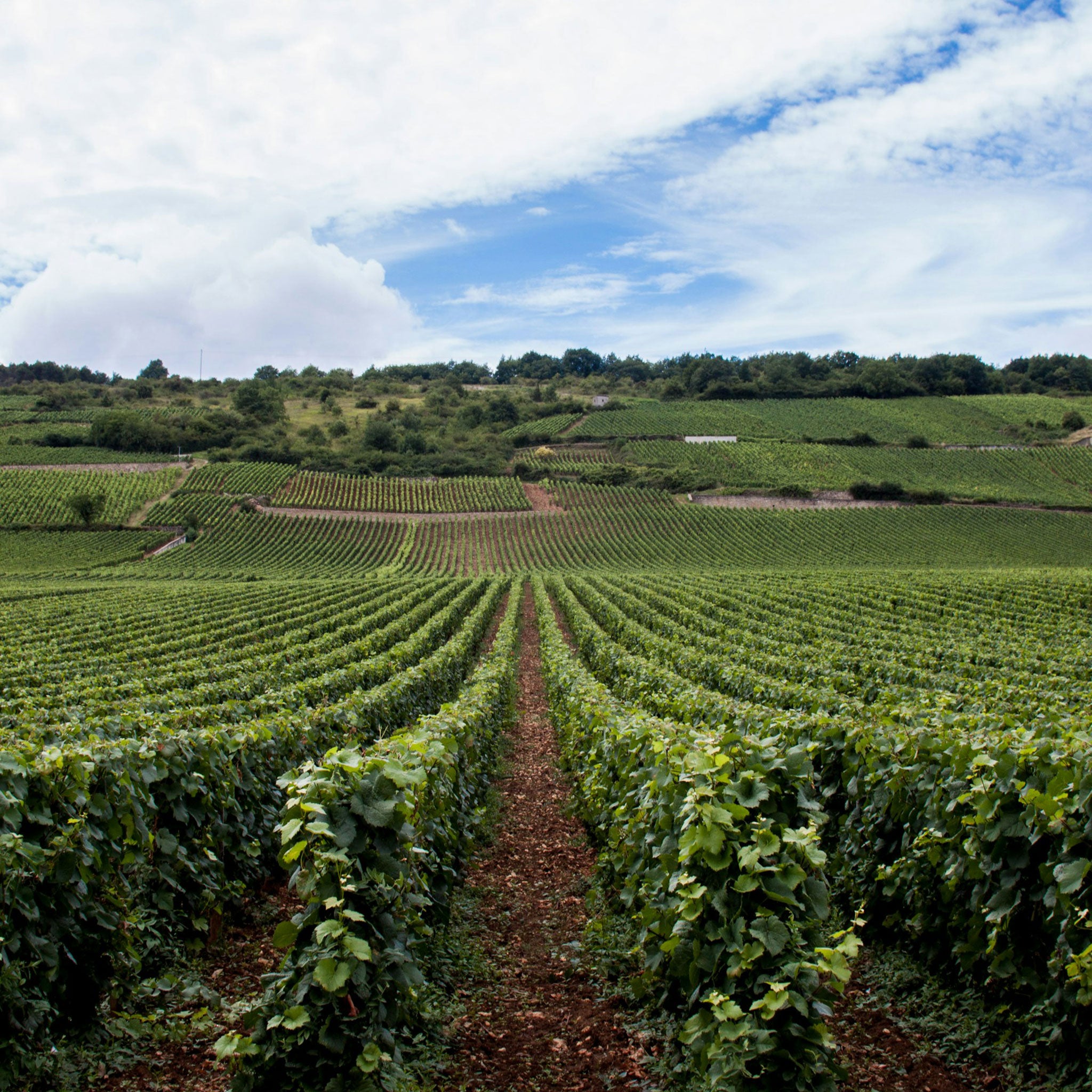 The Philosophy | Domaine Paul Chavy