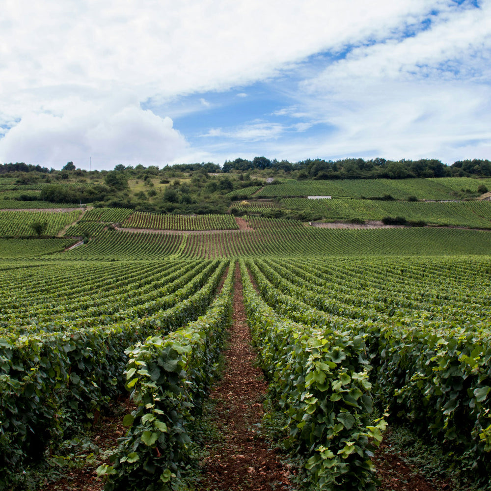  Domaine des Hâtes Pierrick Laroche  Vineyard - Kent Street Cellars