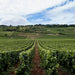  Domaine des Hâtes Pierrick Laroche  Vineyard - Kent Street Cellars
