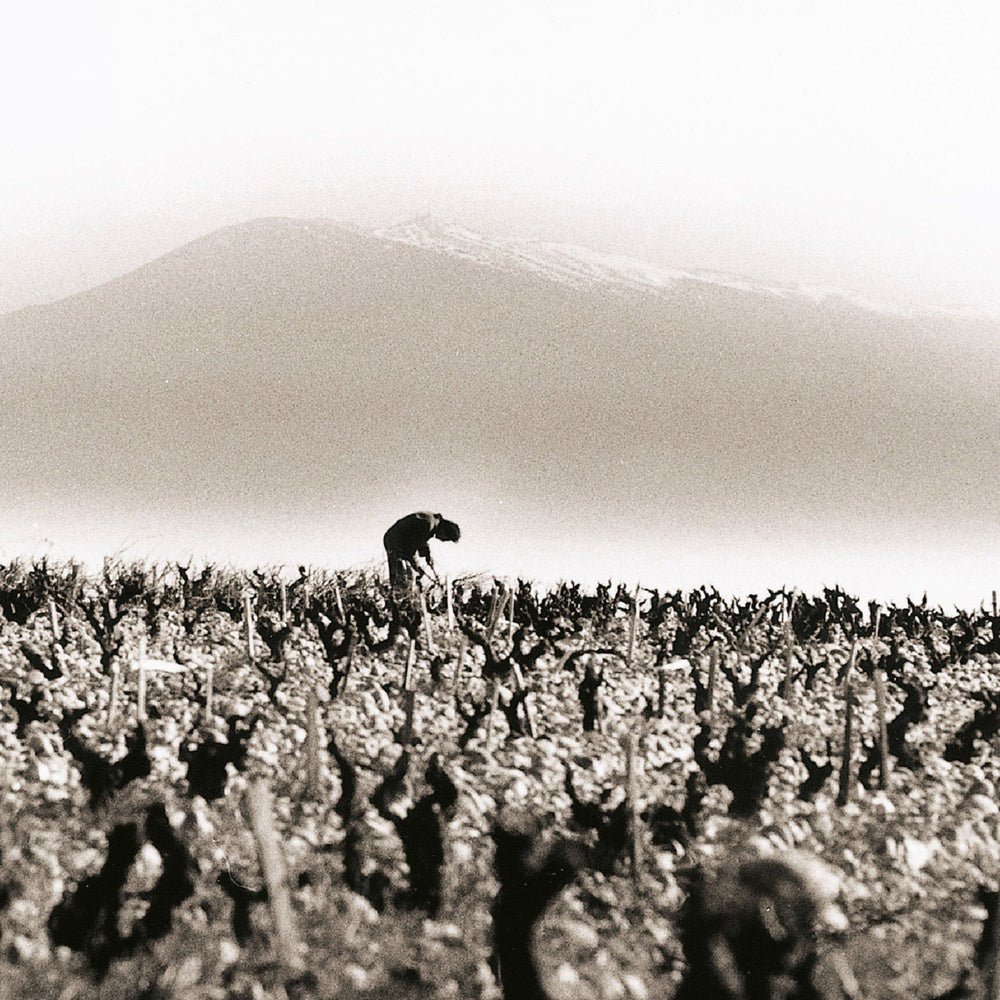 'Galet' River Rocks and Old Vines - Kent Street Cellars