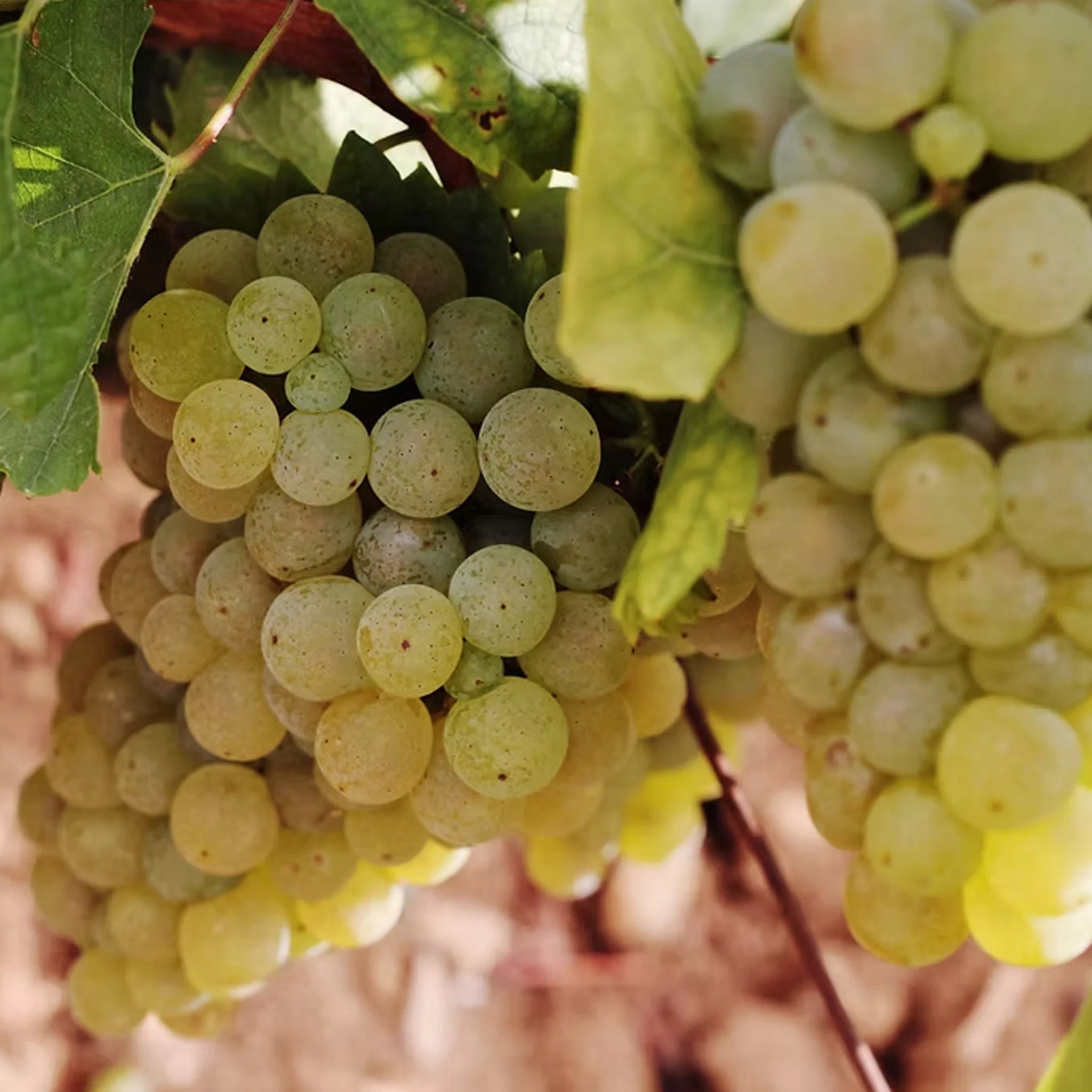 Pierre-Yves Colin-Morey Chassagne Montrachet 1er Cru Maltroie 2022