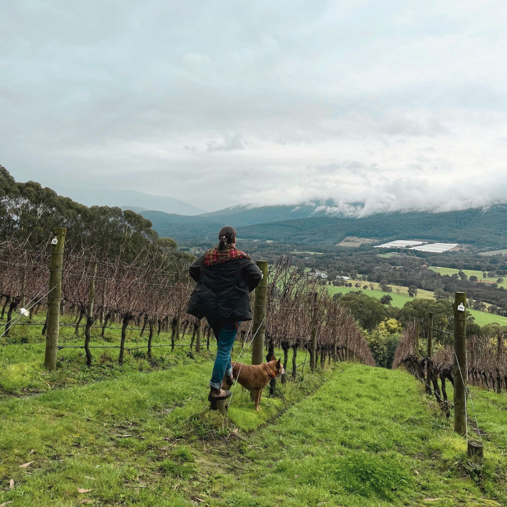 Giant Steps team are totally rapt after being named Winery of the Year and the 2023 Applejack Pinot Noir Best Pinot Noir at the 2025 Halliday Companion Awards. “It’s really wonderful to see the dedication and hard work of our entire Giant Steps team acknowledged in such a profound way,” says Melanie Chester. - Kent Street Cellars