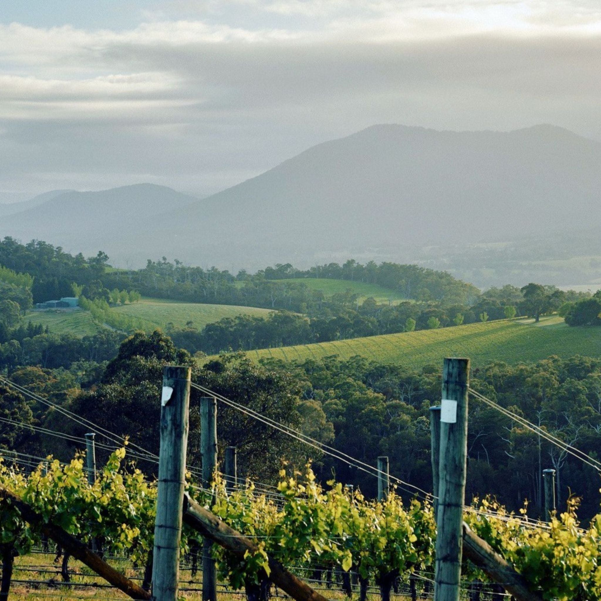 The Vineyard | Giant Steps Bastard Hill Vineyard Chardonnay 2023
