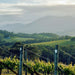 Phil Sexton planted in 1997 on the steep slopes of the Warramate Ranges, Yarra Valley. The name comes from John Coltrane's album "Giant Steps", which felt like a fitting choice given the steep slopes of the vineyard and Phil's love of jazz. - Kent Street Cellars