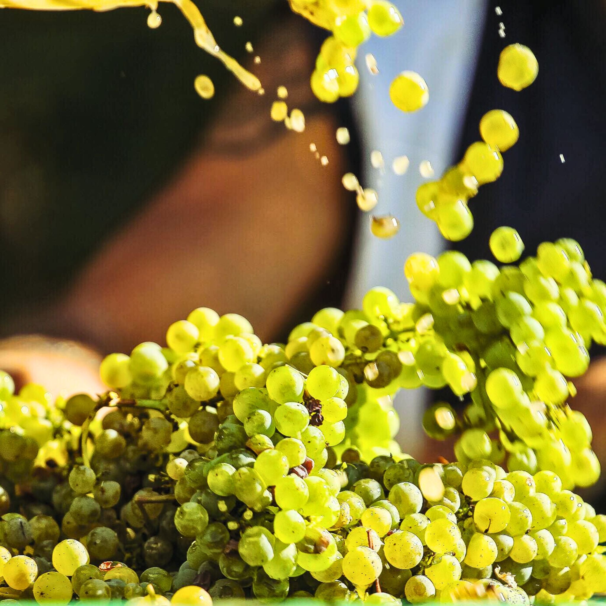 Louis-Benjamin Dagueneau Vin De France XXI 2021