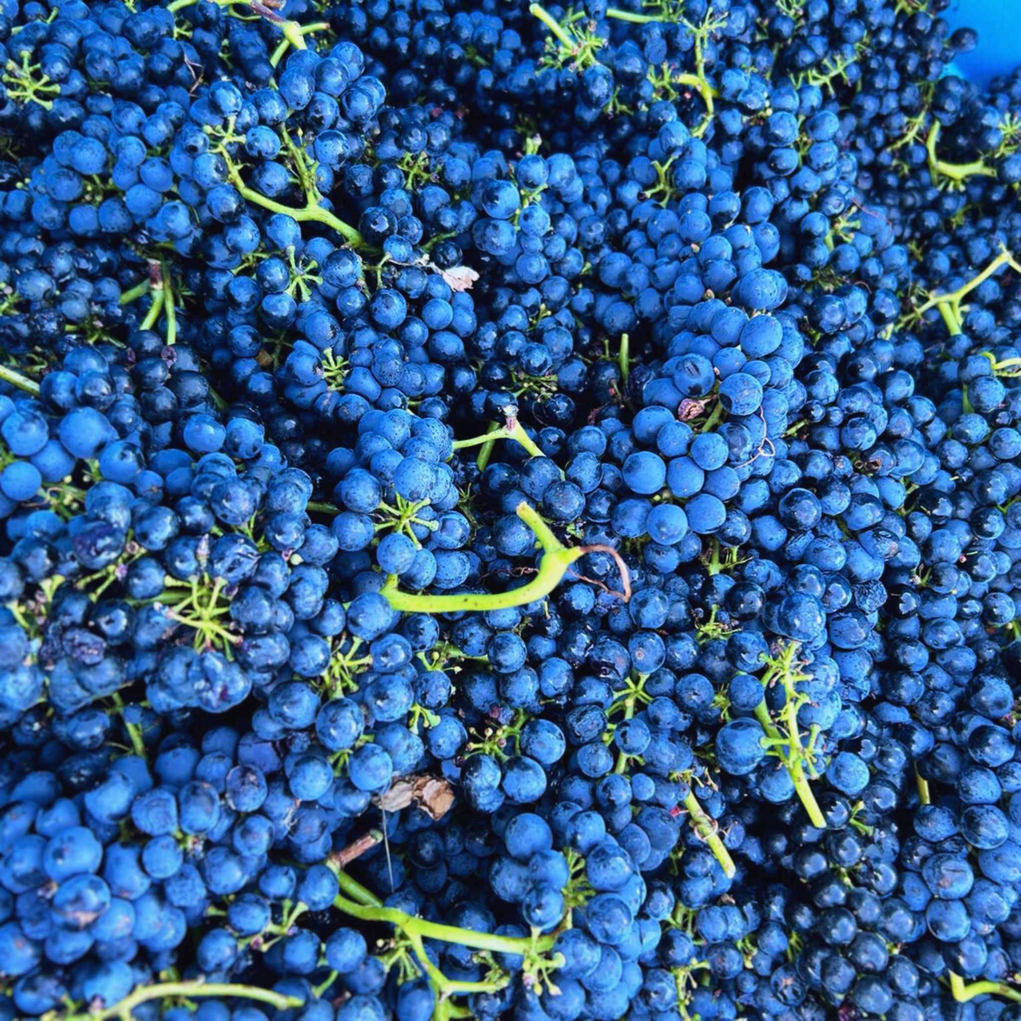 Henschke Hill of Grace Shiraz 2014