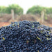 Hentley Farm Clos Otto Shiraz 2016 - Kent Street Cellars