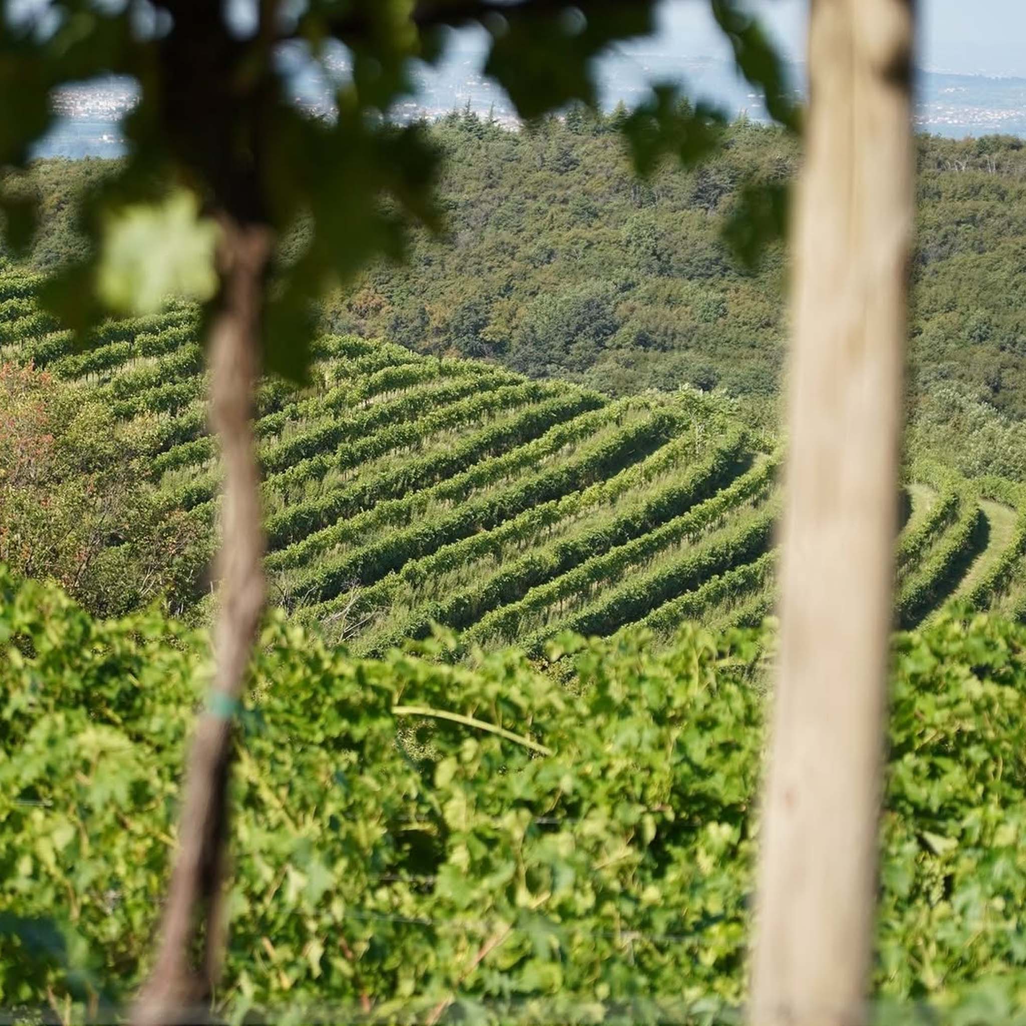 Philosophy | i Castei