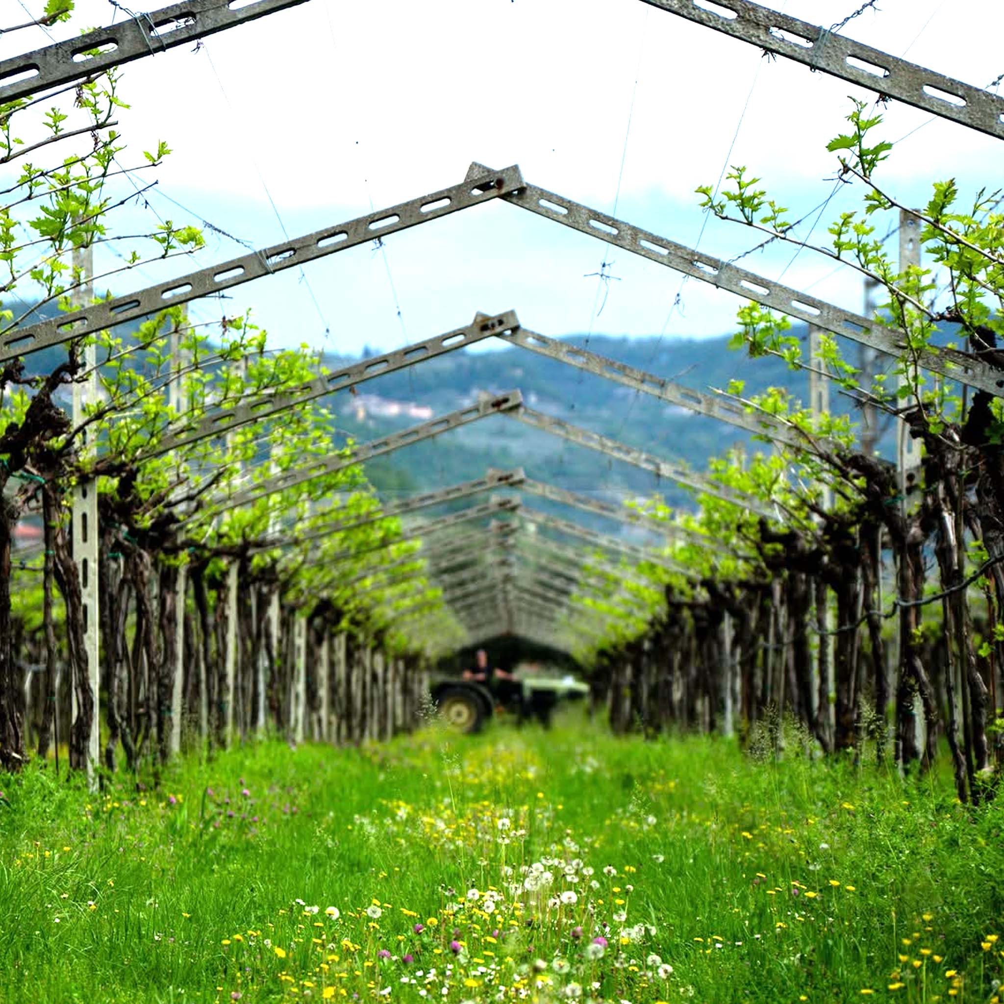 i Castei Amarone Della Valpolicella Classico 2017