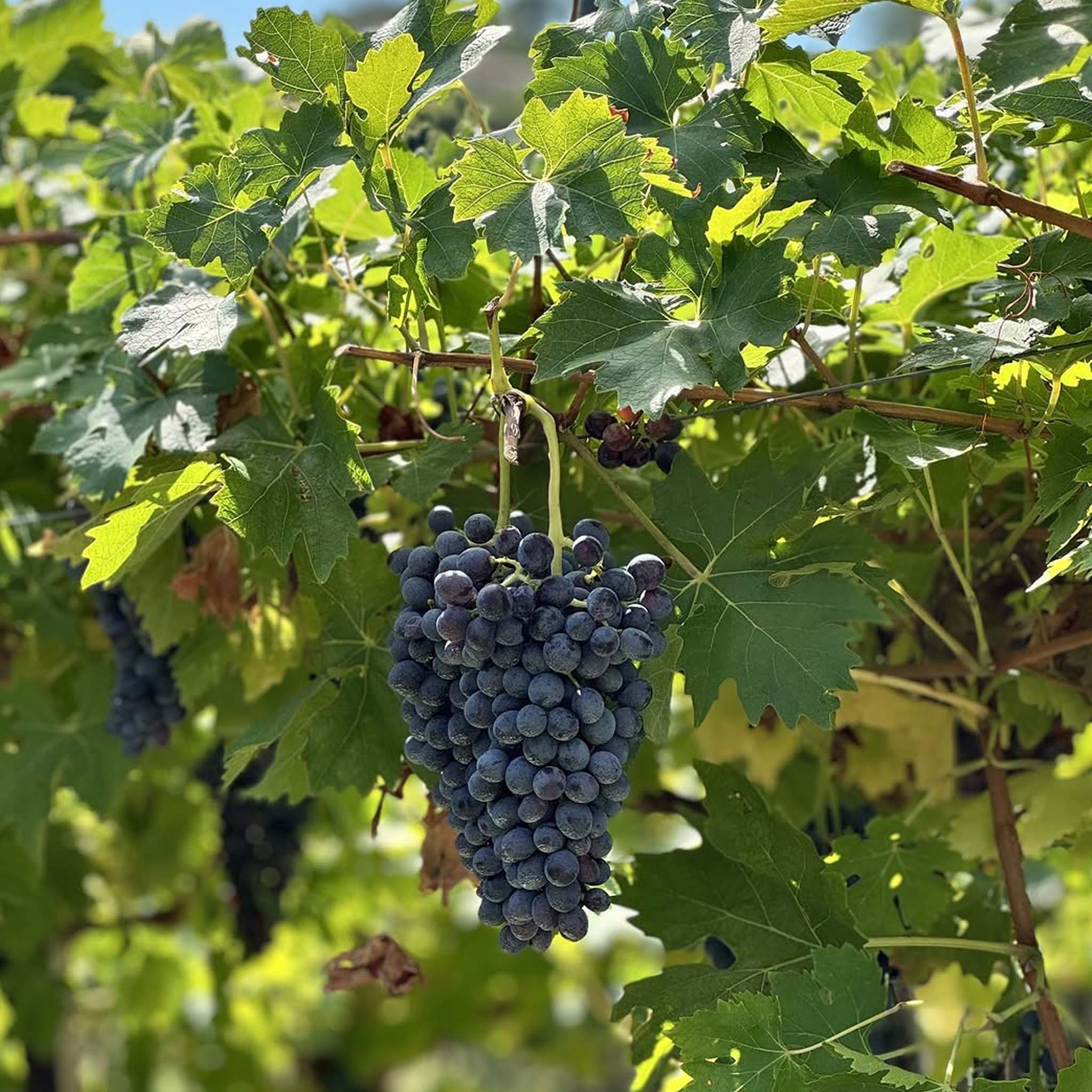 i Castei Amarone Della Valpolicella Classico 2017