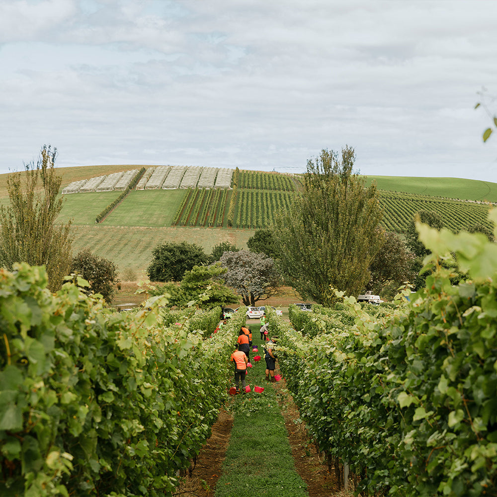 Jansz Tasmanian Premium Brut Rose NV - Kent Street Cellars