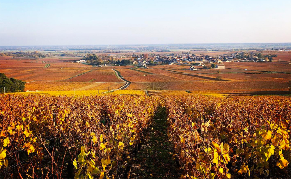 Domaine Jean-Louis Chavy Puligny Montrachet 2021 - Kent Street Cellars