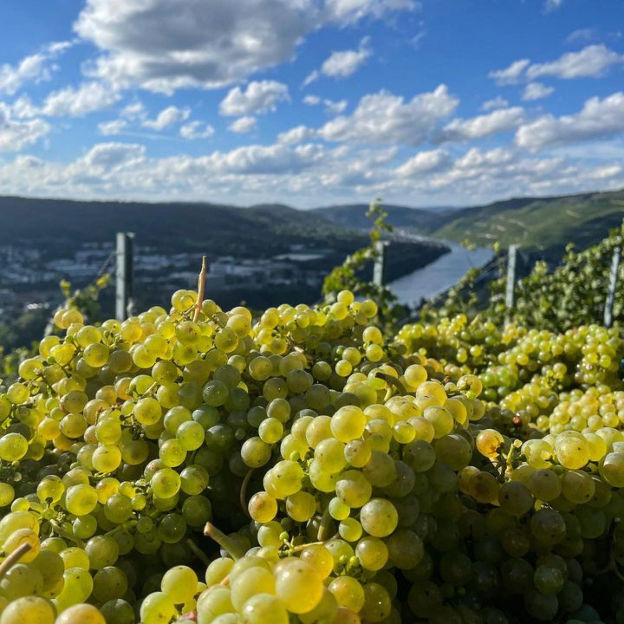 Joh Jos Prüm Wehlener Sonnenuhr Riesling Auslese 2022