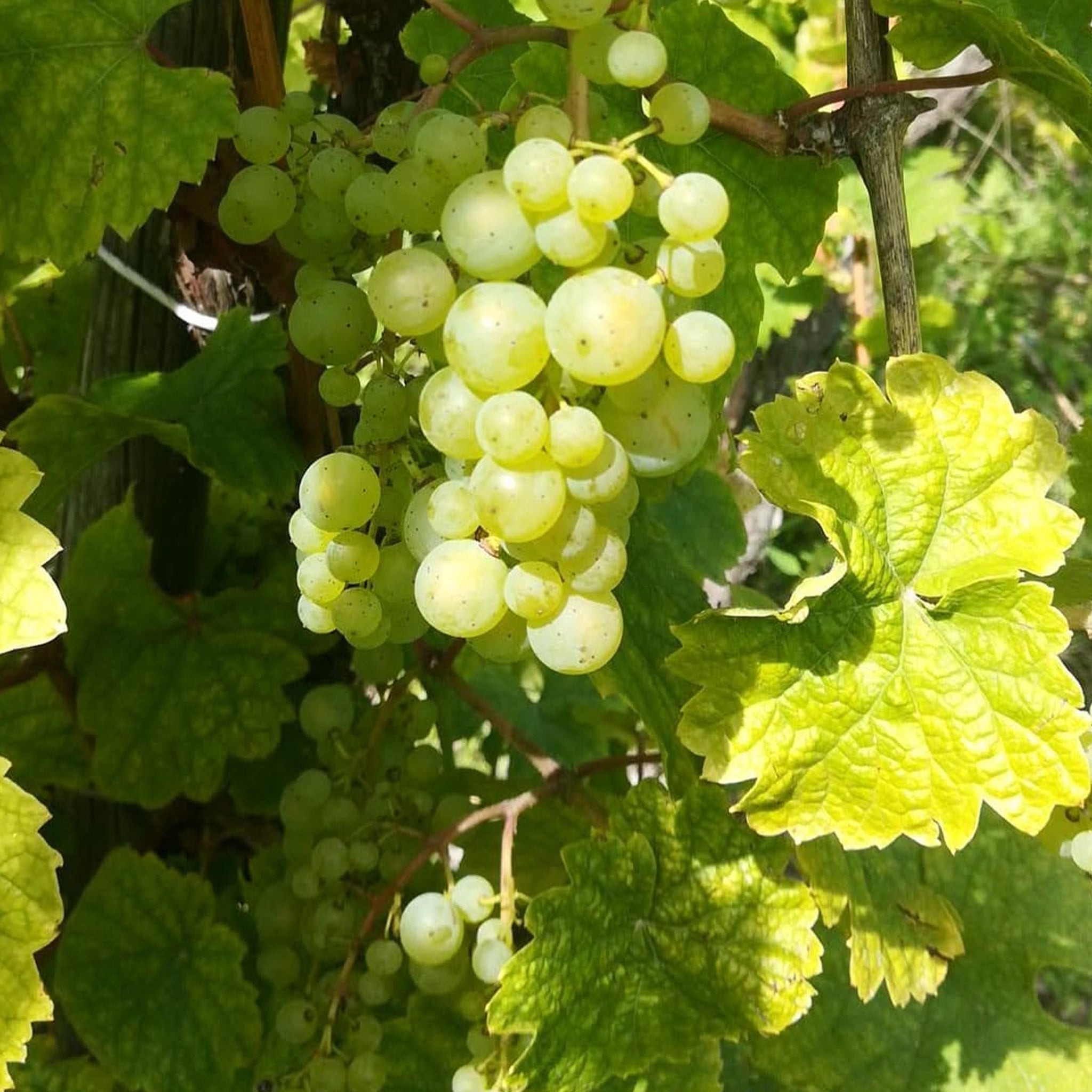 Joh Jos Prüm Graacher Himmelreich Riesling Auslese 2023 1.5L