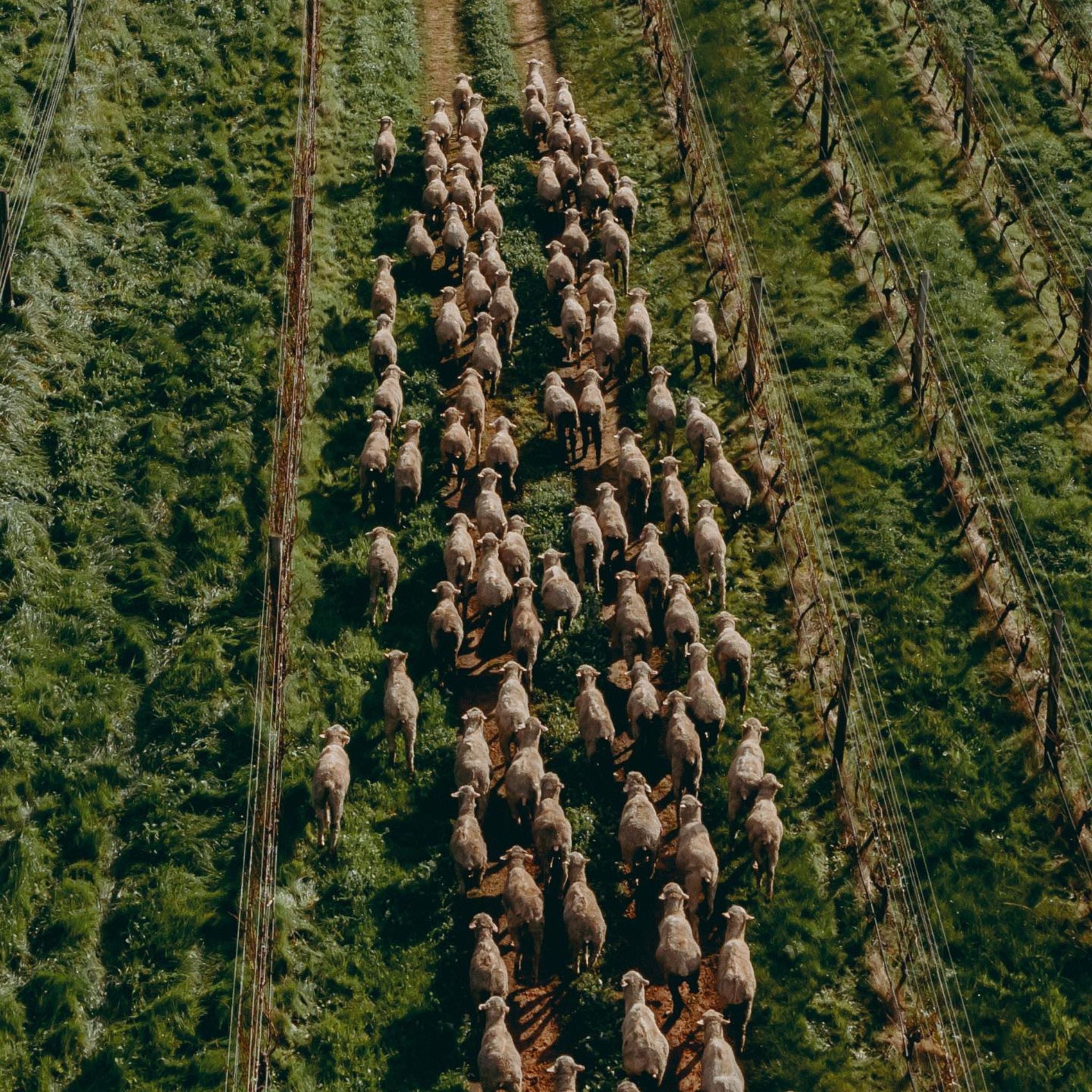 Pierro Fire Gully Shiraz 2022