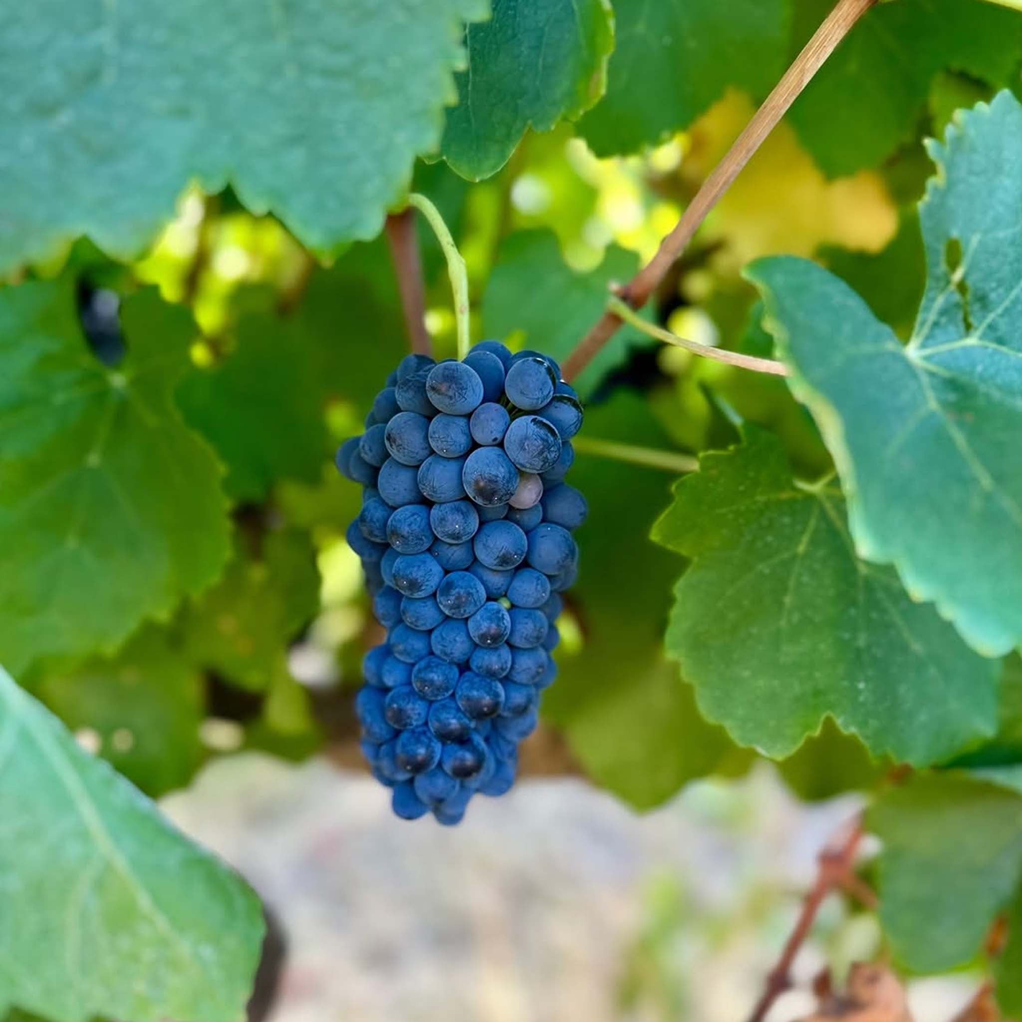 Koomilya DC Block Shiraz 2022